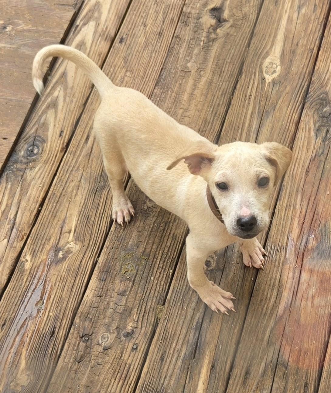 Enlarge REGGIE, a Adoptable mixed breed in Troutman, NC image 3/4