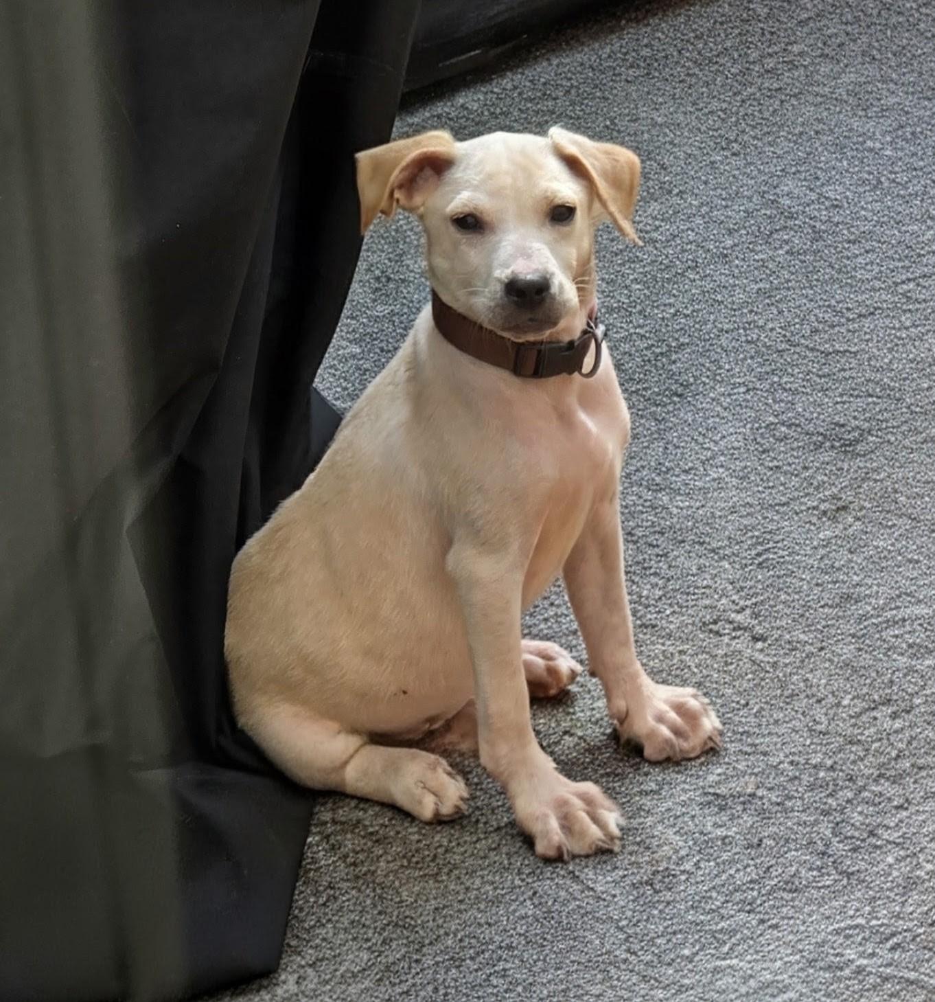 Enlarge REGGIE, a Adoptable mixed breed in Troutman, NC image 1/4