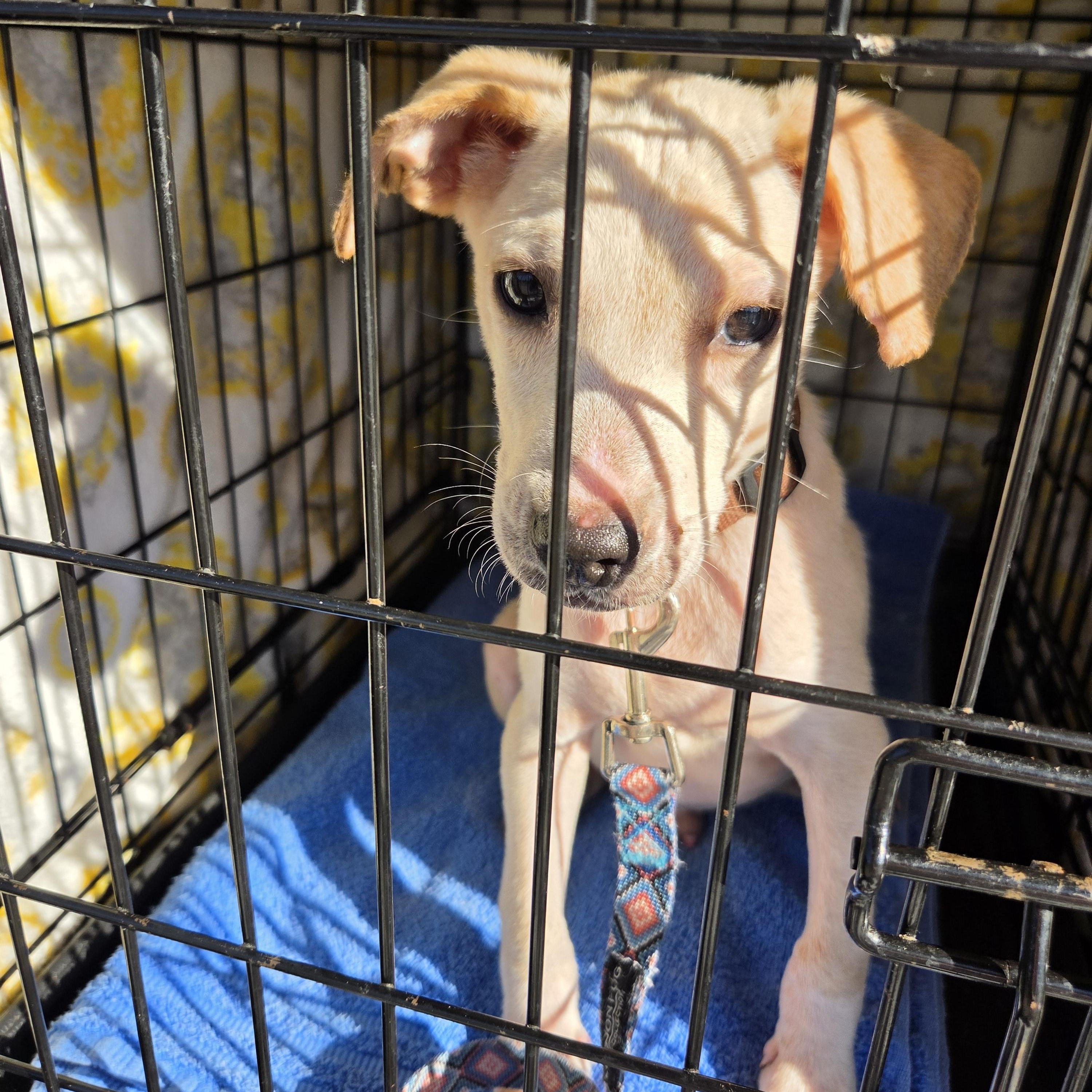 Enlarge REGGIE, a Adoptable mixed breed in Troutman, NC image 4/4