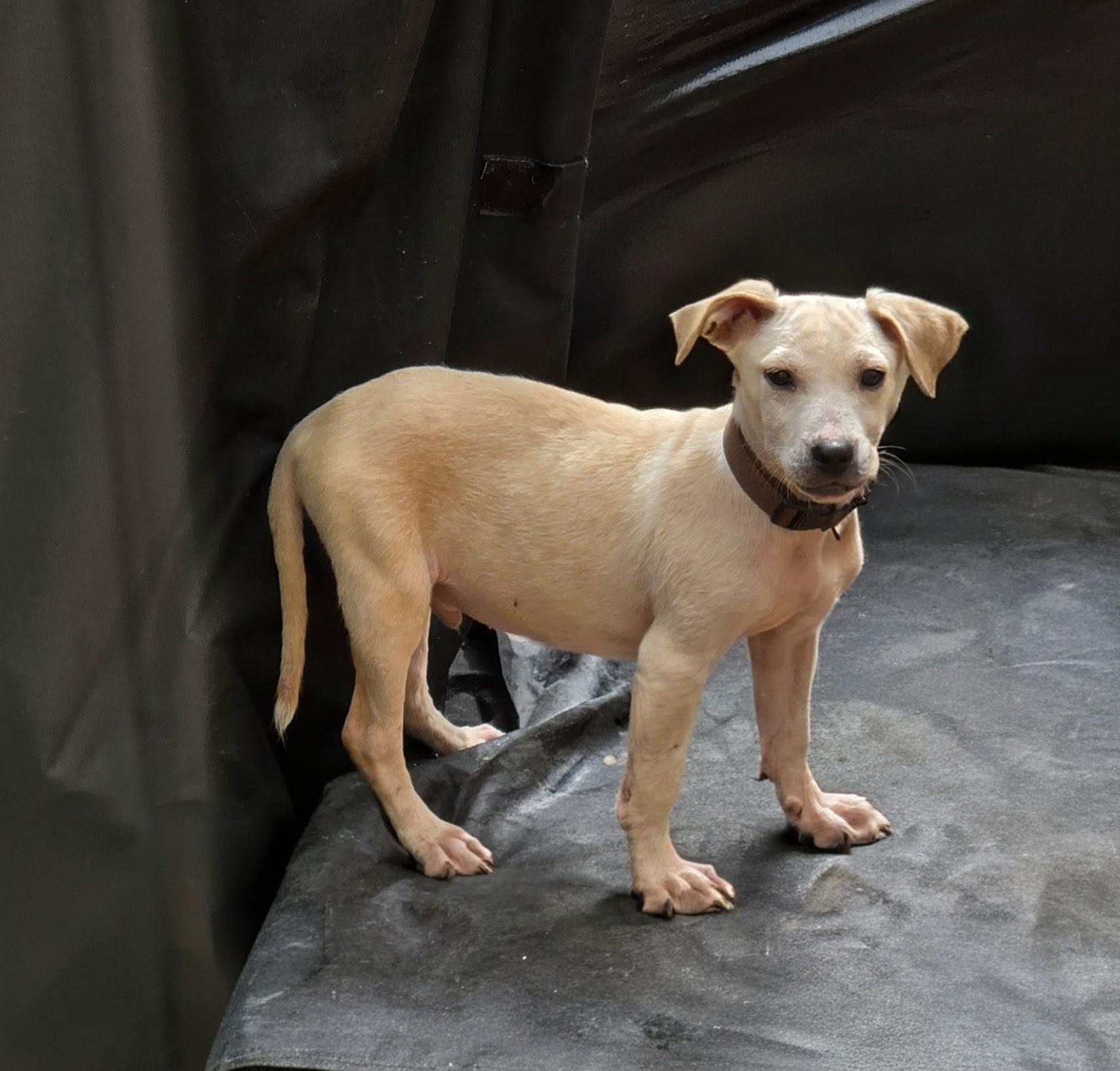 Enlarge REGGIE, a Adoptable mixed breed in Troutman, NC image 2/4