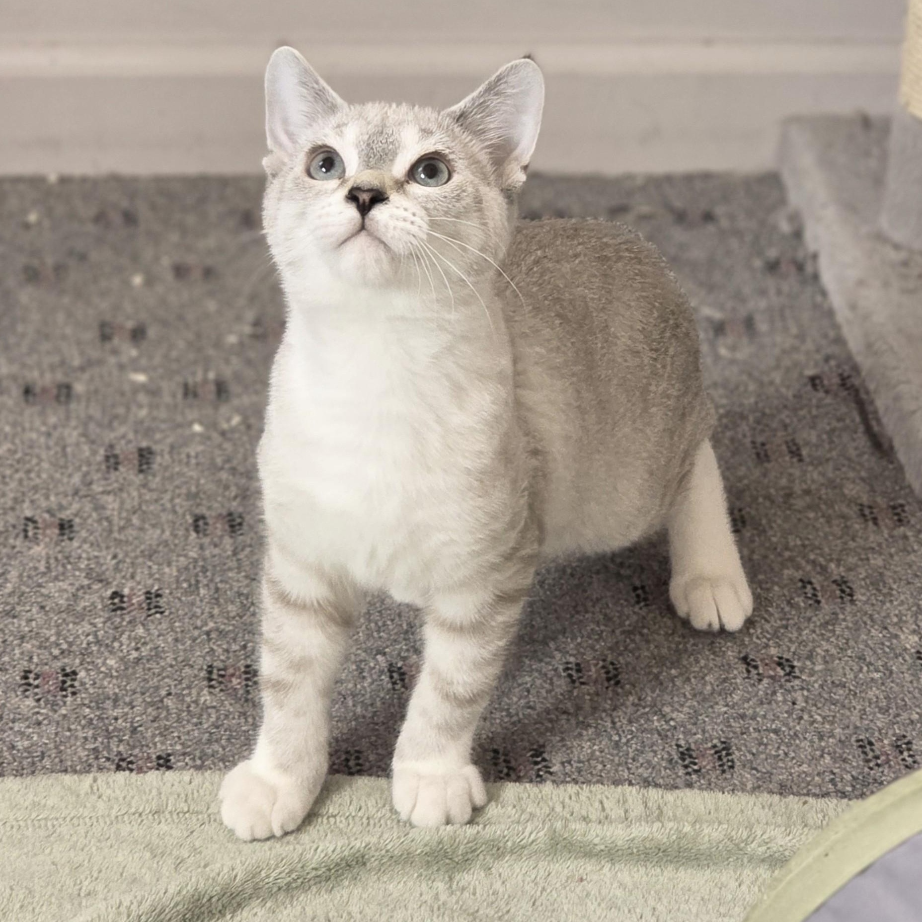 Enlarge Lightning McQueen, an adopted Domestic Short Hair in Macomb Twp, MI image 5/5