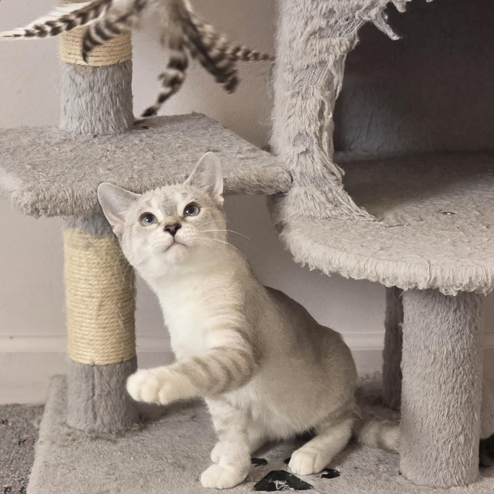 Enlarge Lightning McQueen, an adopted Domestic Short Hair in Macomb Twp, MI image 3/5