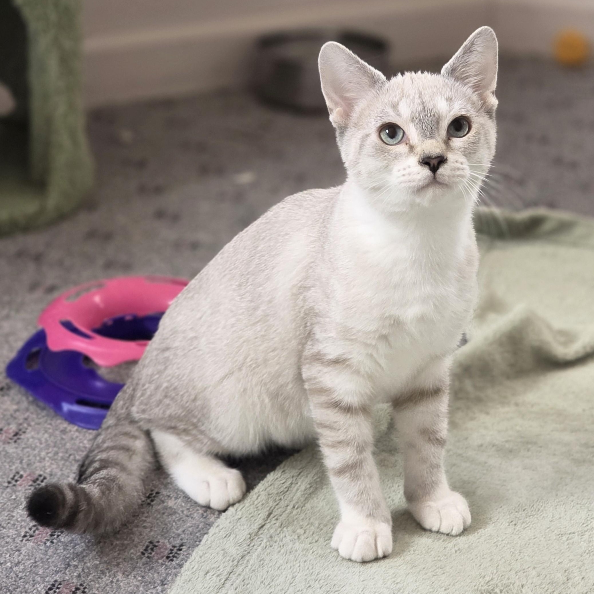Enlarge Lightning McQueen, an adopted Domestic Short Hair in Macomb Twp, MI image 4/5