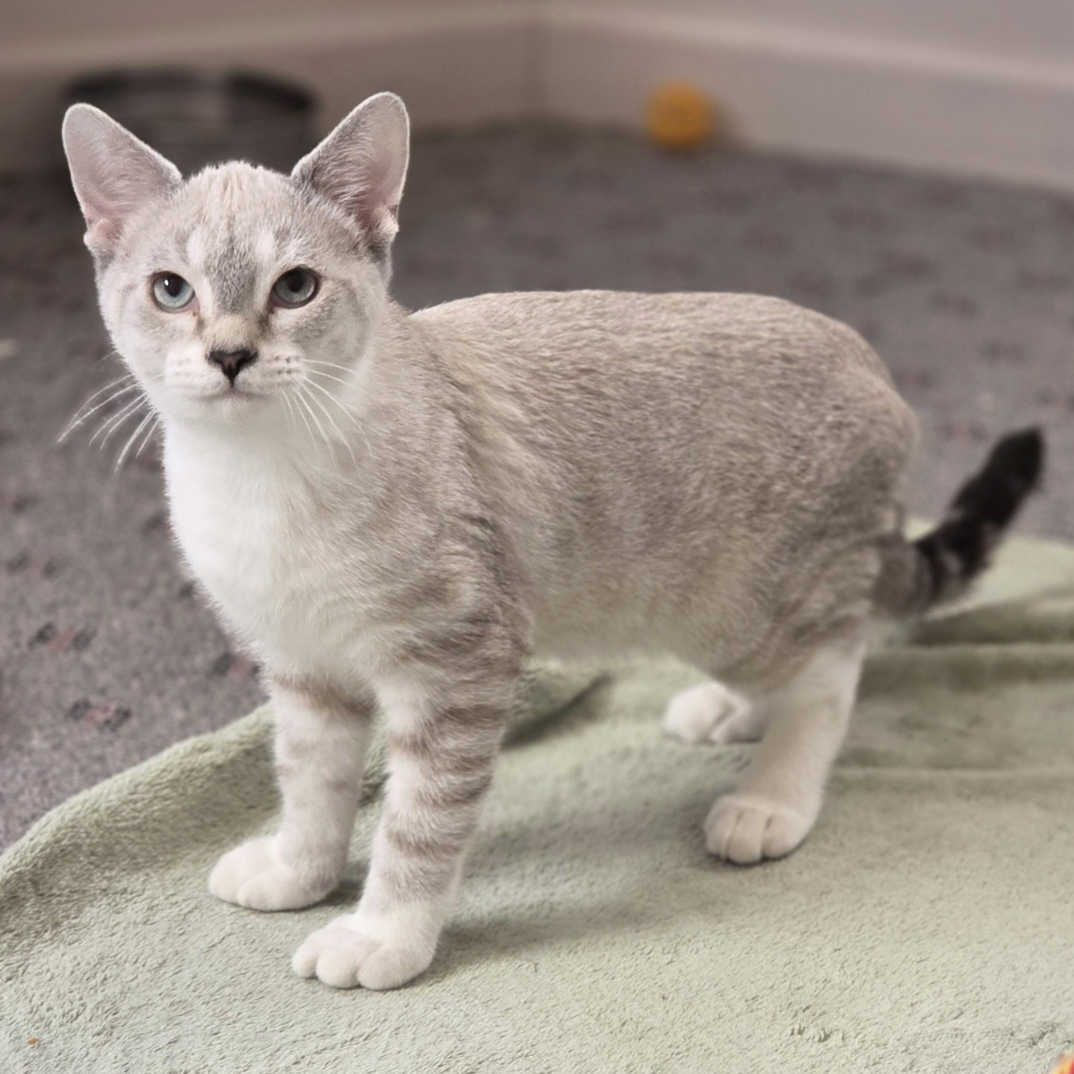 Enlarge Lightning McQueen, an adopted Domestic Short Hair in Macomb Twp, MI image 2/5