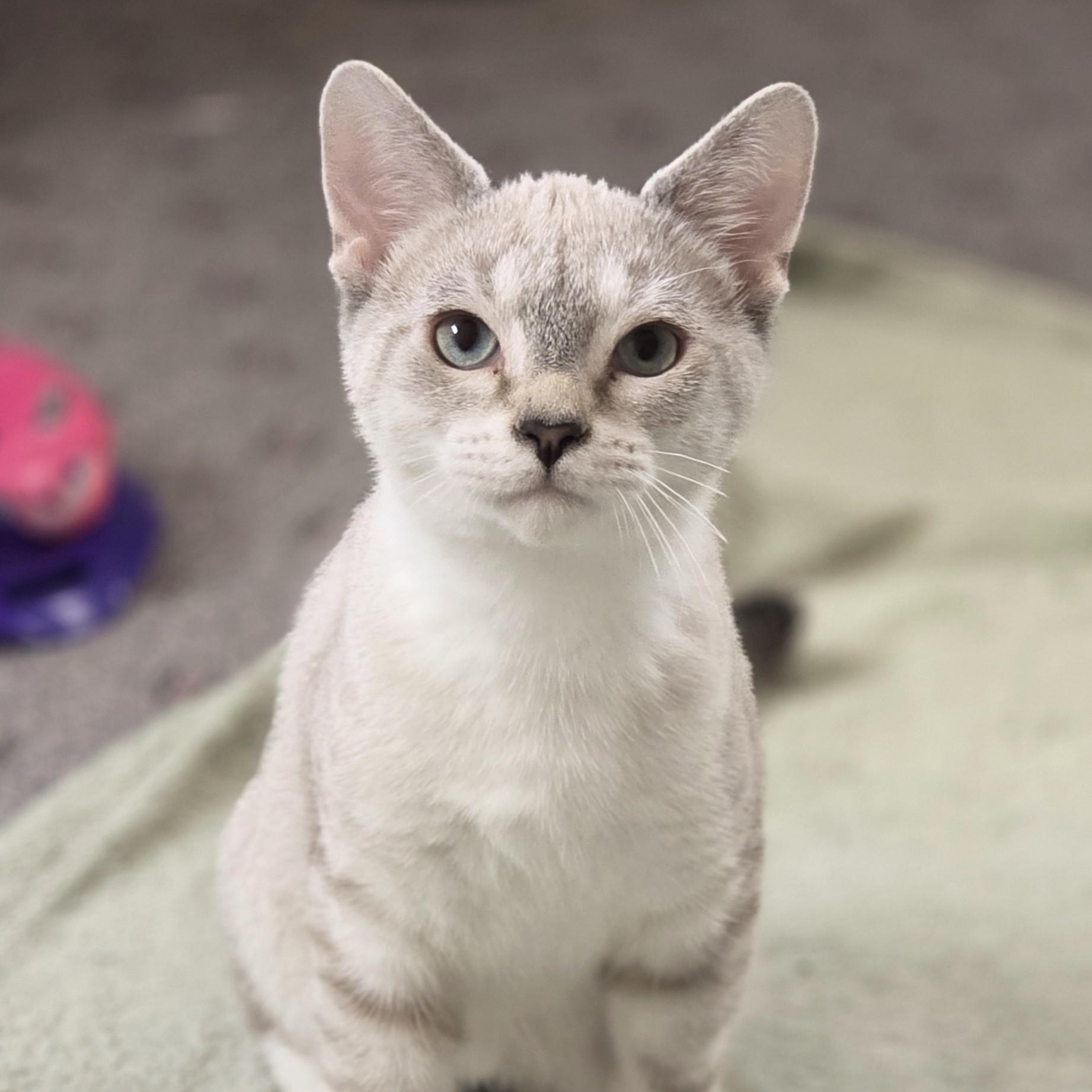 Lightning McQueen, adopted, Young Male Domestic Short Hair.