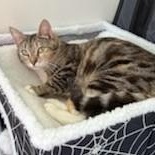 Peach (Bonded to Plum), an adoptable Domestic Short Hair in Renton , WA, 98059 | Photo Image 3