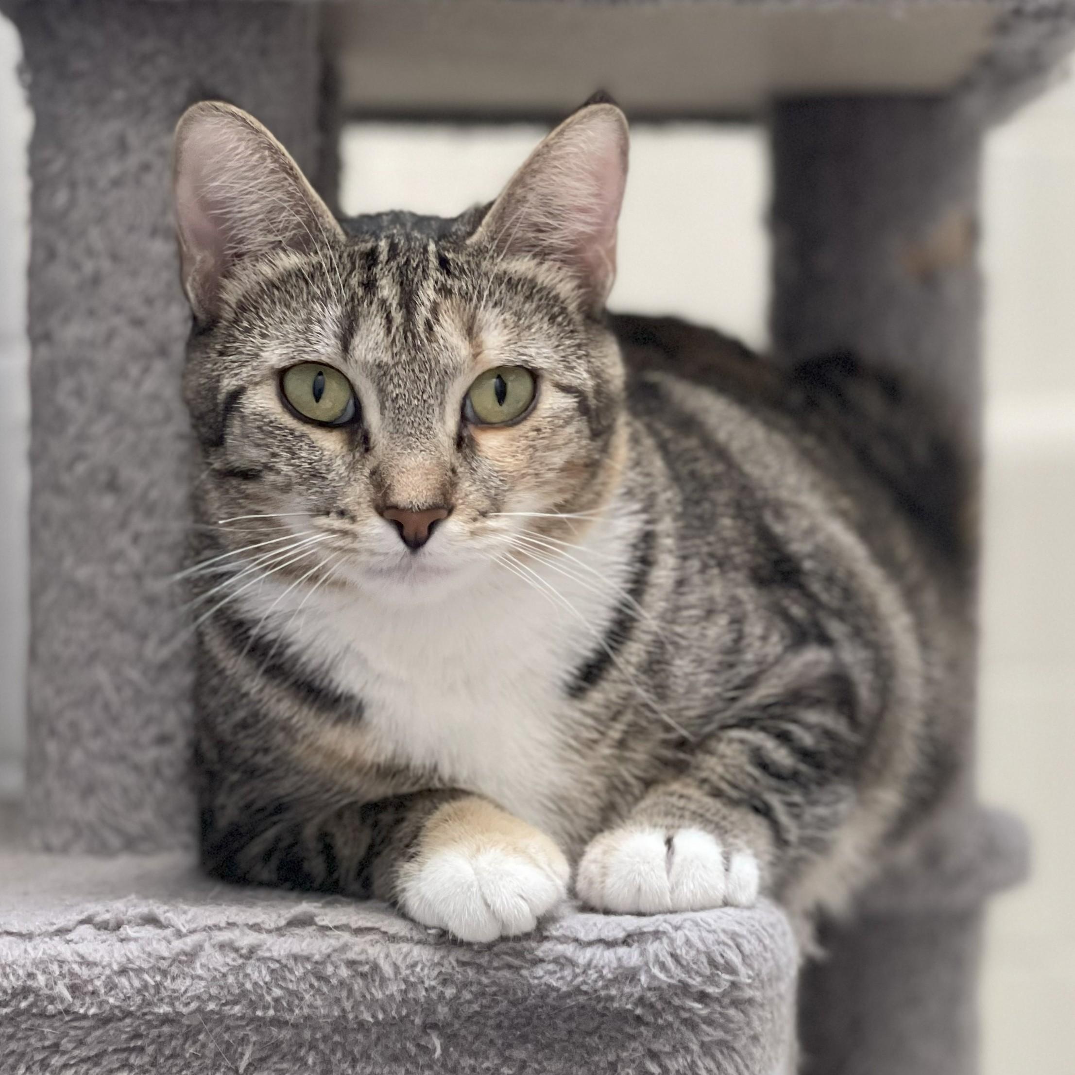 Enlarge Peach (Bonded to Plum), a Adoptable Domestic Short Hair in Renton , WA image 1/6