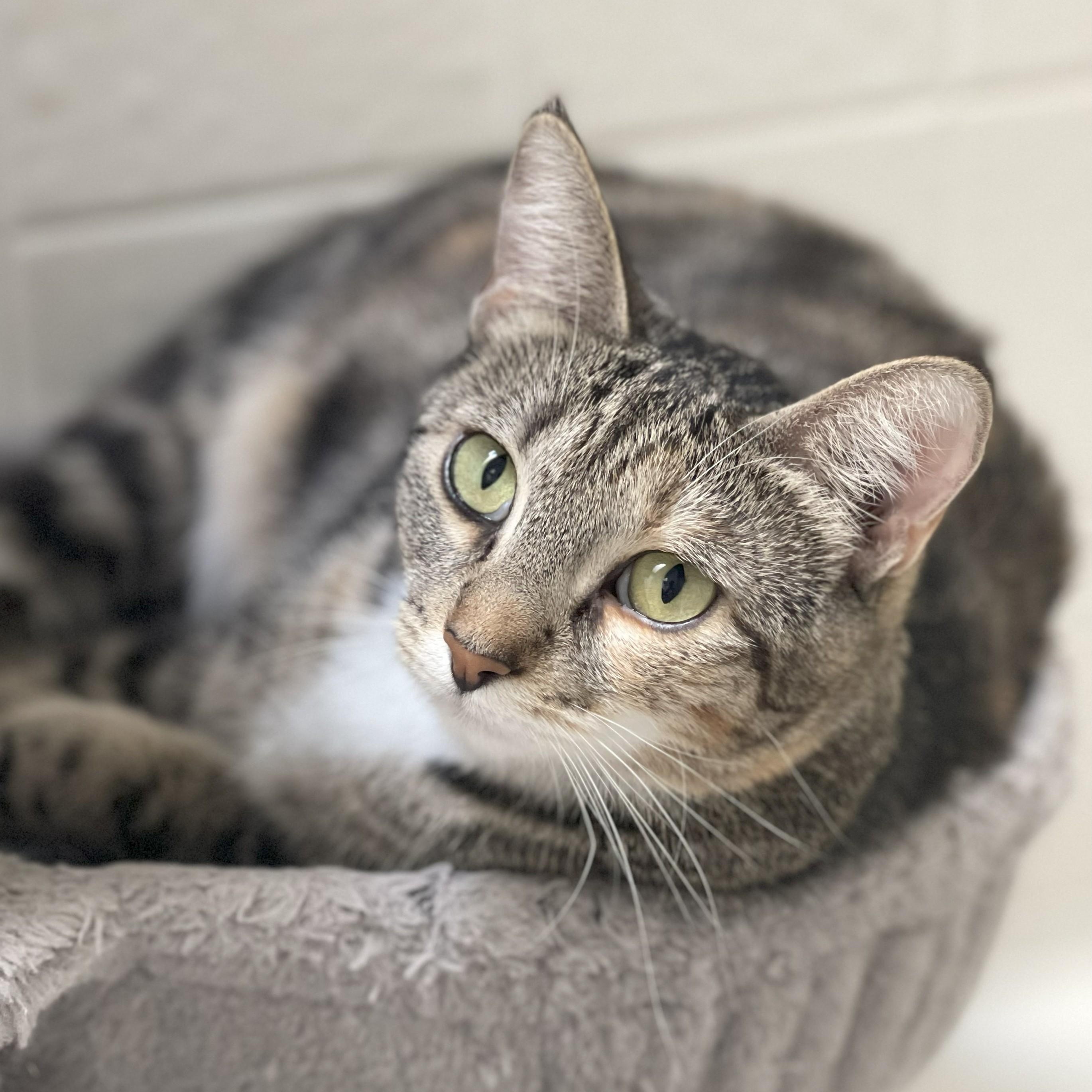 Peach (Bonded to Plum), an adoptable Domestic Short Hair in Renton , WA, 98059 | Photo Image 4