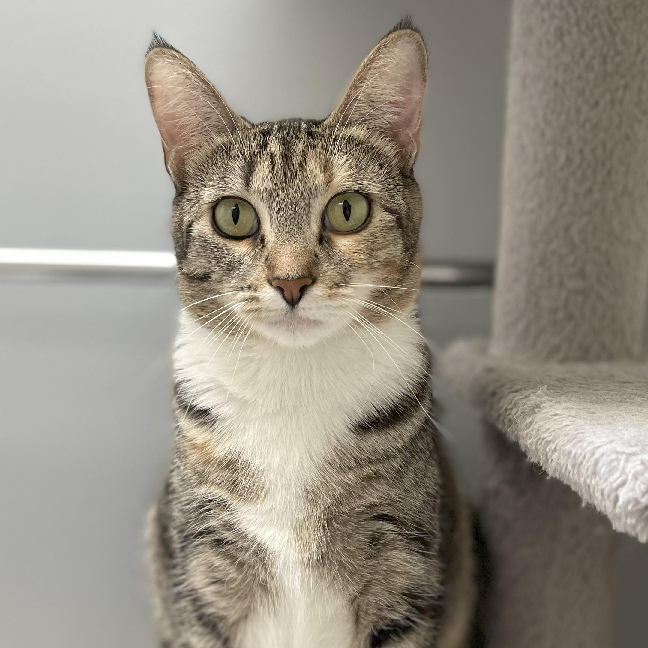 Enlarge Peach (Bonded to Plum), a Adoptable Domestic Short Hair in Renton , WA image 6/6