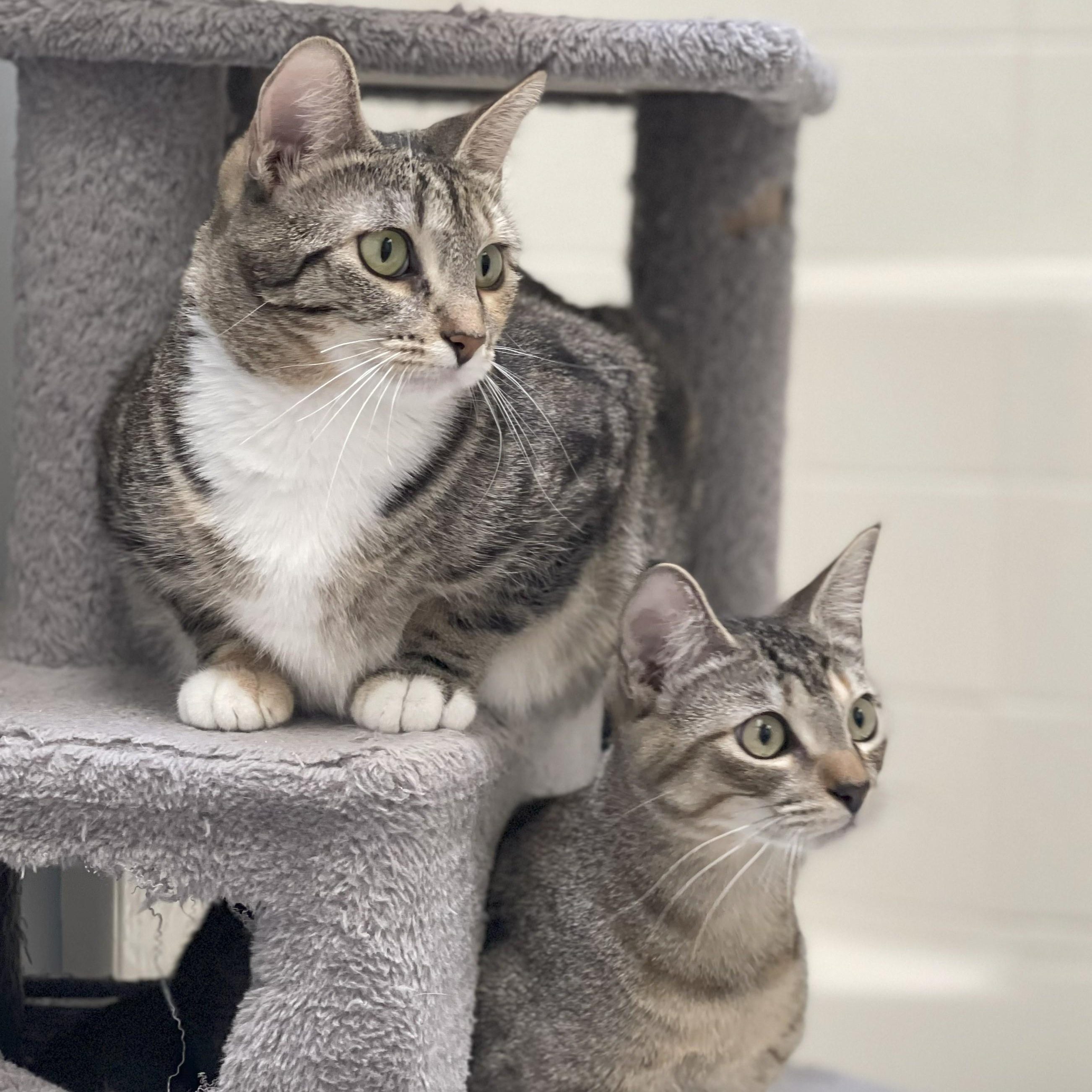 Peach (Bonded to Plum), an adoptable Domestic Short Hair in Renton , WA, 98059 | Photo Image 5