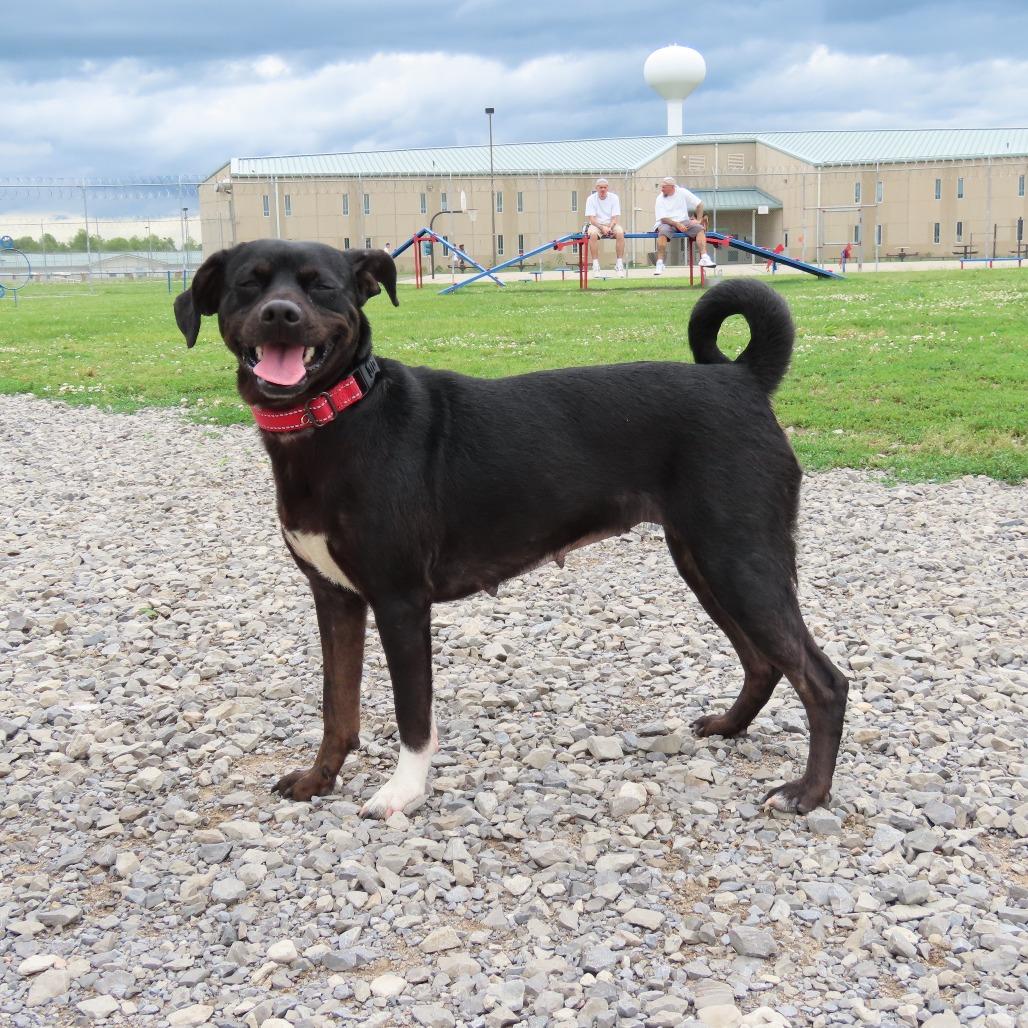 Neigh, a Adoptable Chihuahua in Jackson, MO image 2/6