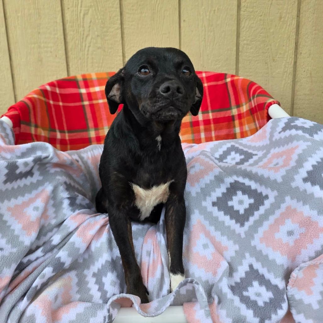 Neigh, a Adoptable Chihuahua in Jackson, MO image 3/6