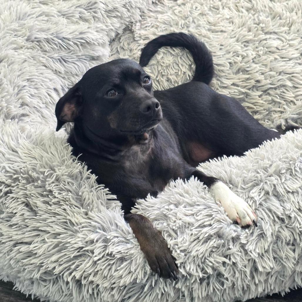 Neigh, a Adoptable Chihuahua in Jackson, MO image 4/6