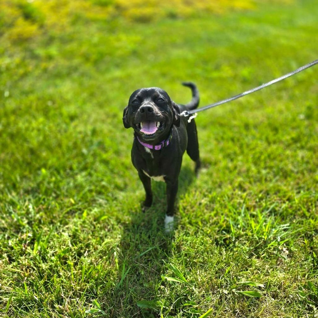 Neigh, a Adoptable Chihuahua in Jackson, MO image 5/6