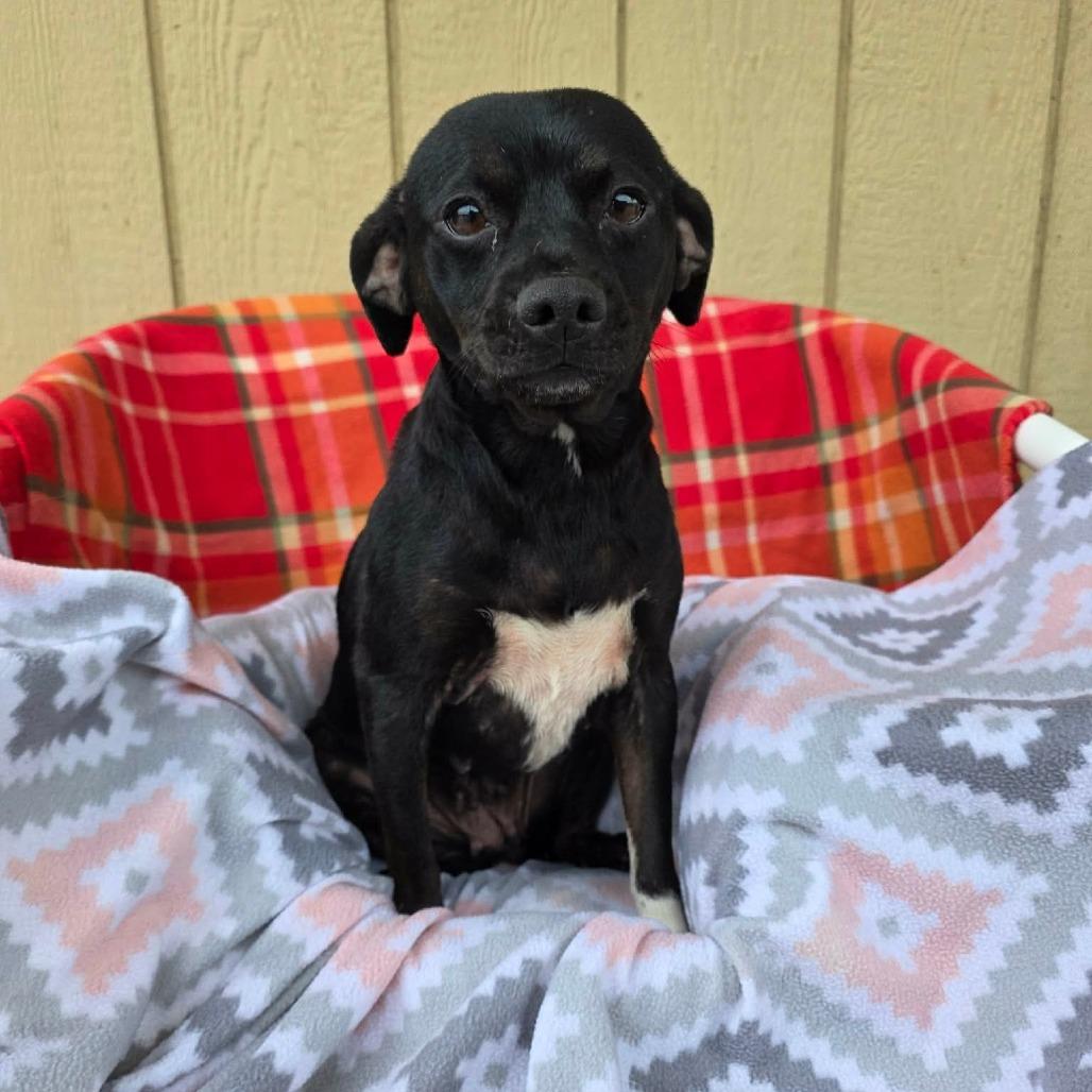 Neigh, a Adoptable Chihuahua in Jackson, MO image 6/6