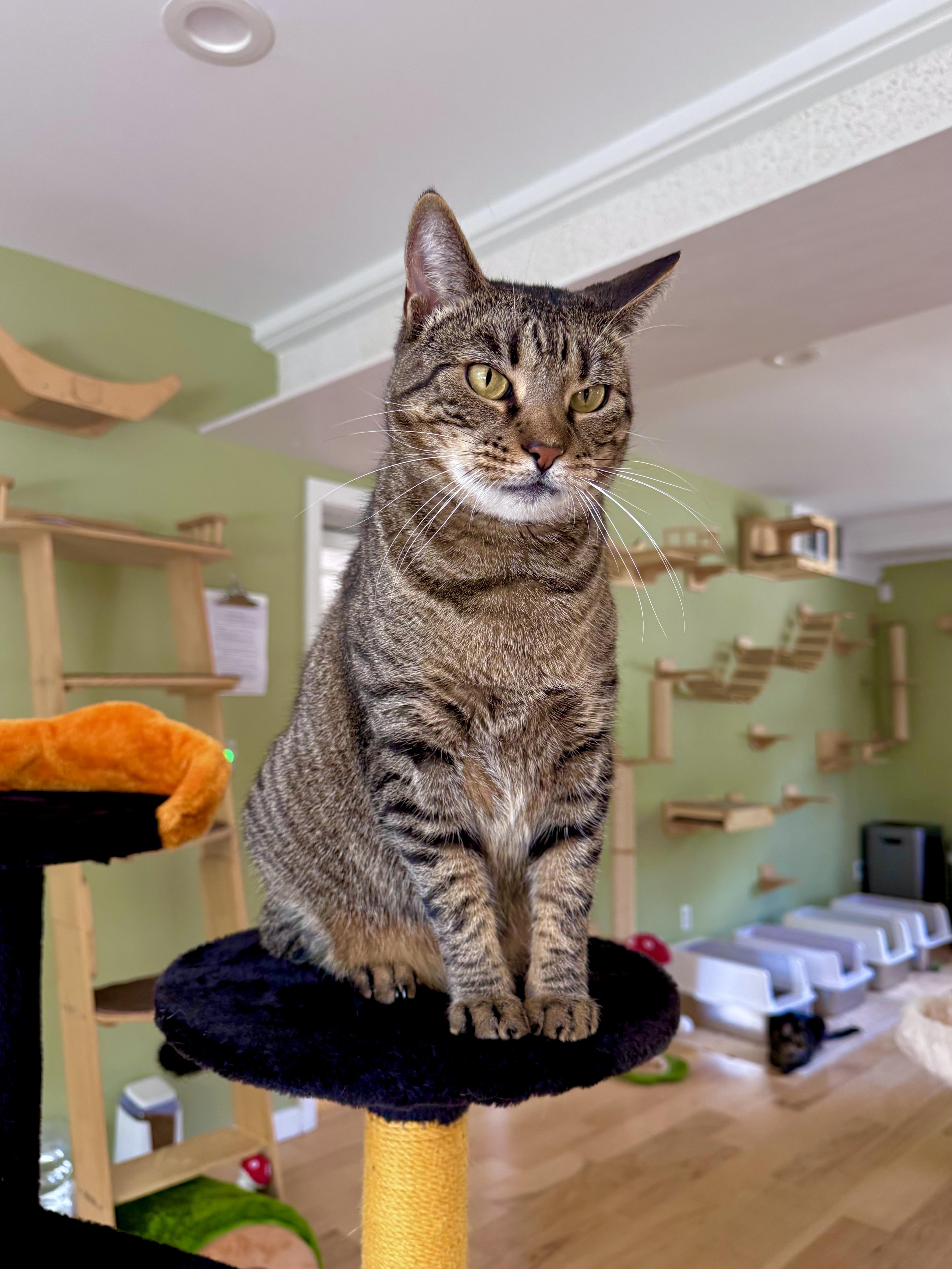 Enlarge Christina, a ADOPTABLE Domestic Short Hair in Ramsey, NJ image 3/6