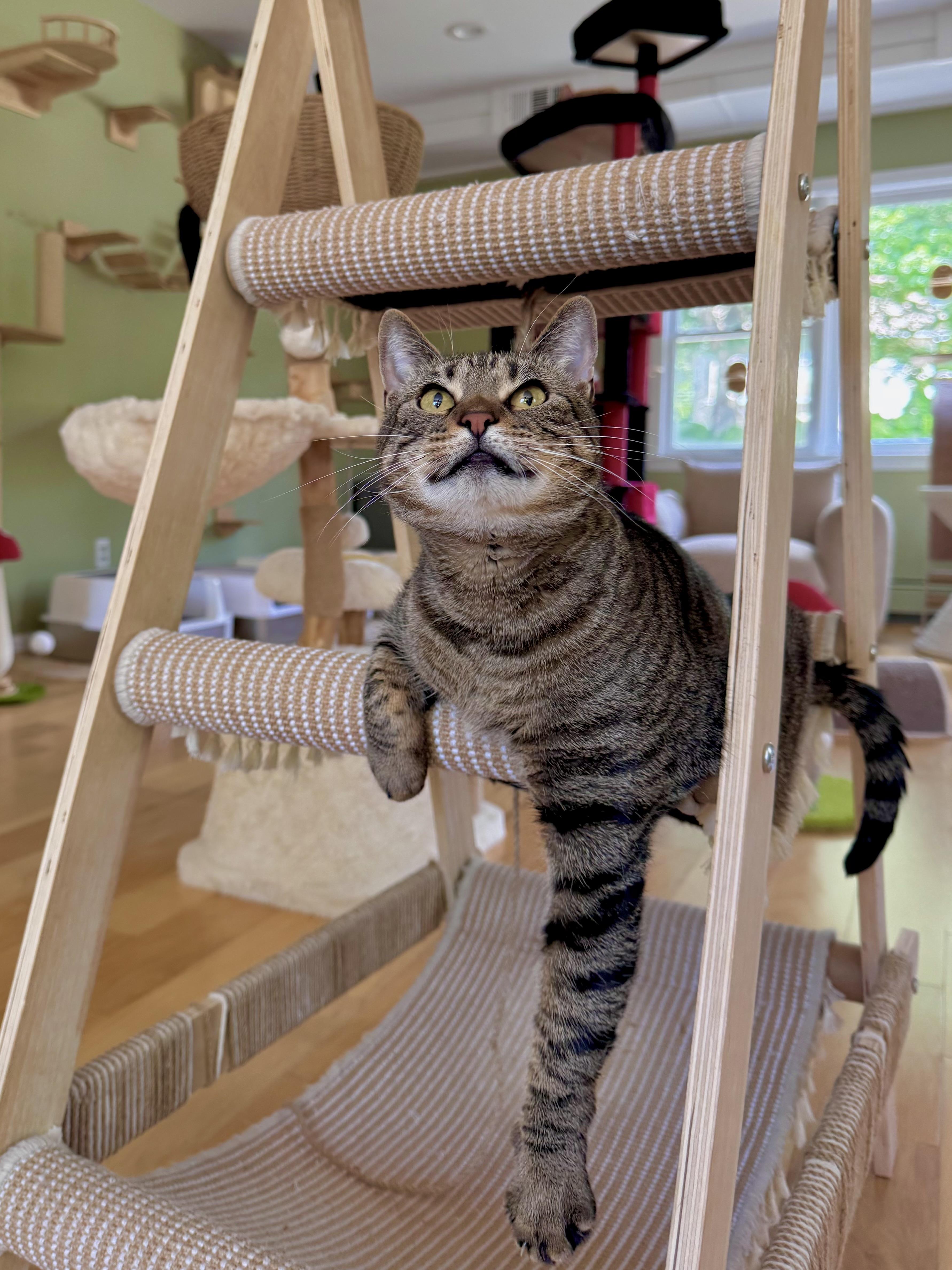 Christina, ADOPTABLE, Adult Female Domestic Short Hair.