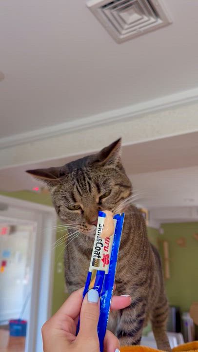 Enlarge Christina, a ADOPTABLE Domestic Short Hair in Ramsey, NJ video 6/6