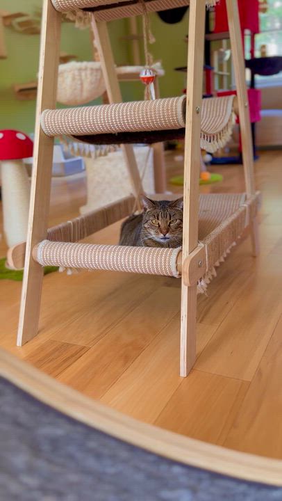 Enlarge Christina, a ADOPTABLE Domestic Short Hair in Ramsey, NJ video 4/6