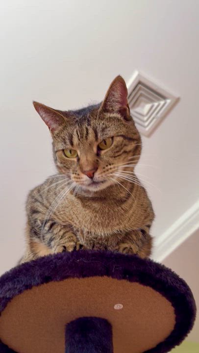 Enlarge Christina, a ADOPTABLE Domestic Short Hair in Ramsey, NJ video 5/6