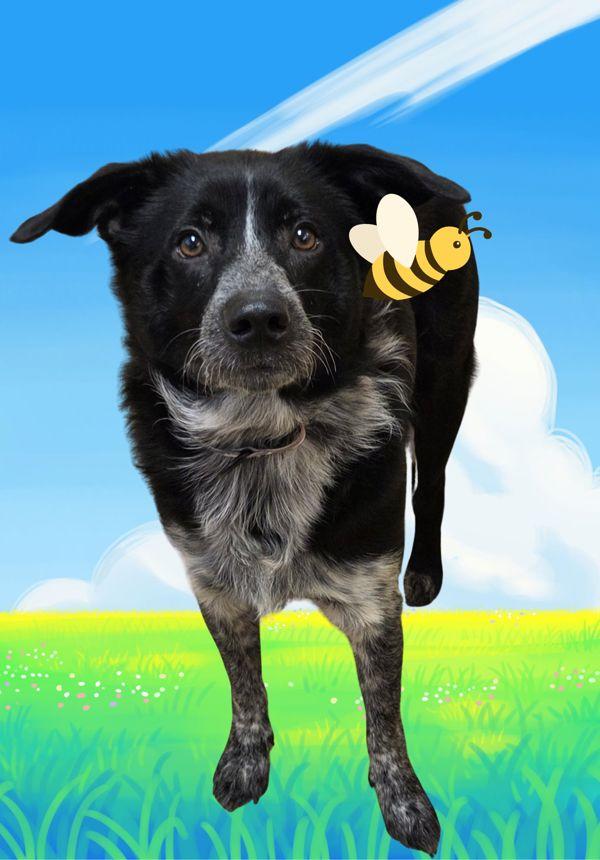 Enlarge Choco, a Adoptable mixed breed in Salem, OR image 1/1