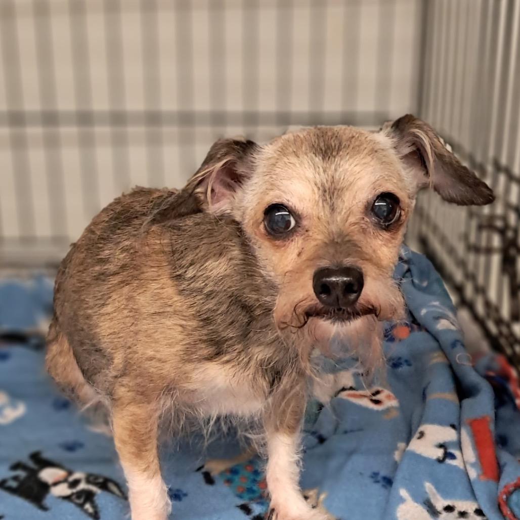 Boo, adopted, Adult Female Chihuahua.