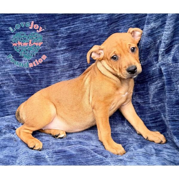 Rose, adopted, Puppy Female Australian Cattle Dog / Blue Heeler & Shar-Pei.