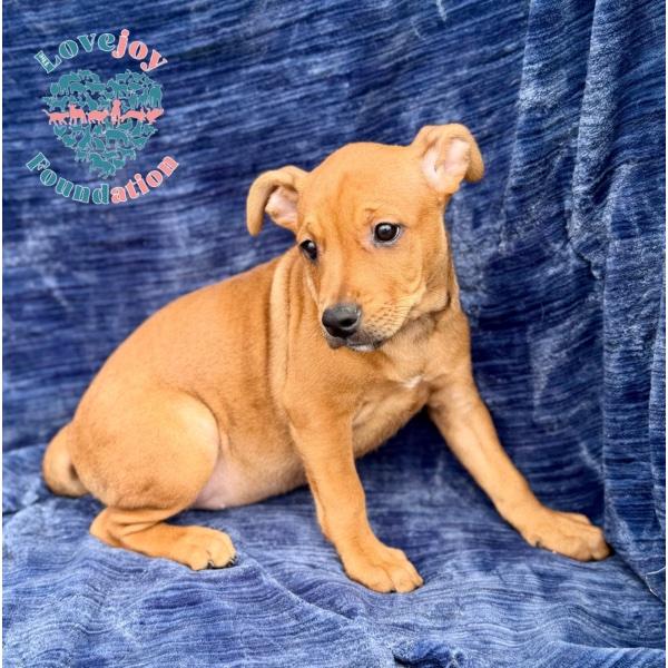 Rose, an adopted mixed breed in Inglewood, CA image 2/2