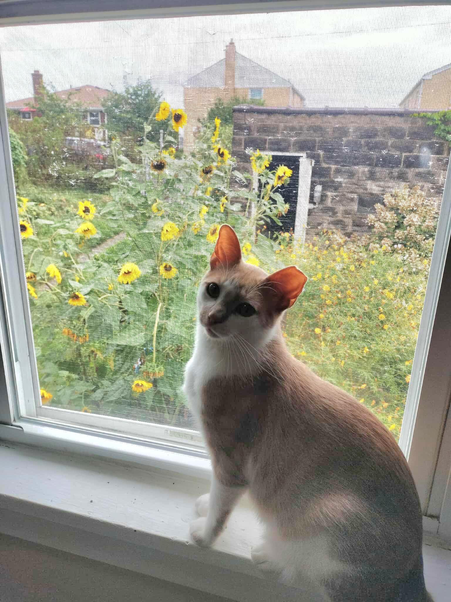 Enlarge Gus, a Adoptable Domestic Short Hair in Pittsburgh, PA image 2/6