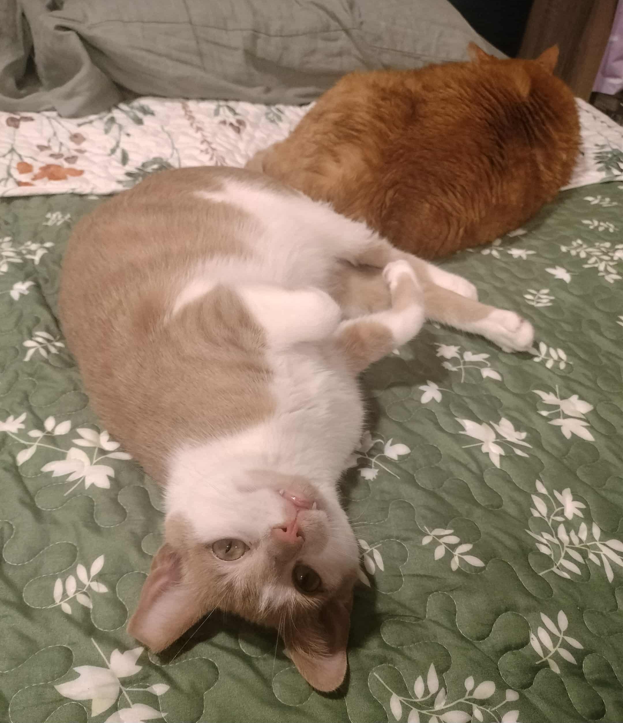 Enlarge Gus, a Adoptable Domestic Short Hair in Pittsburgh, PA image 3/6