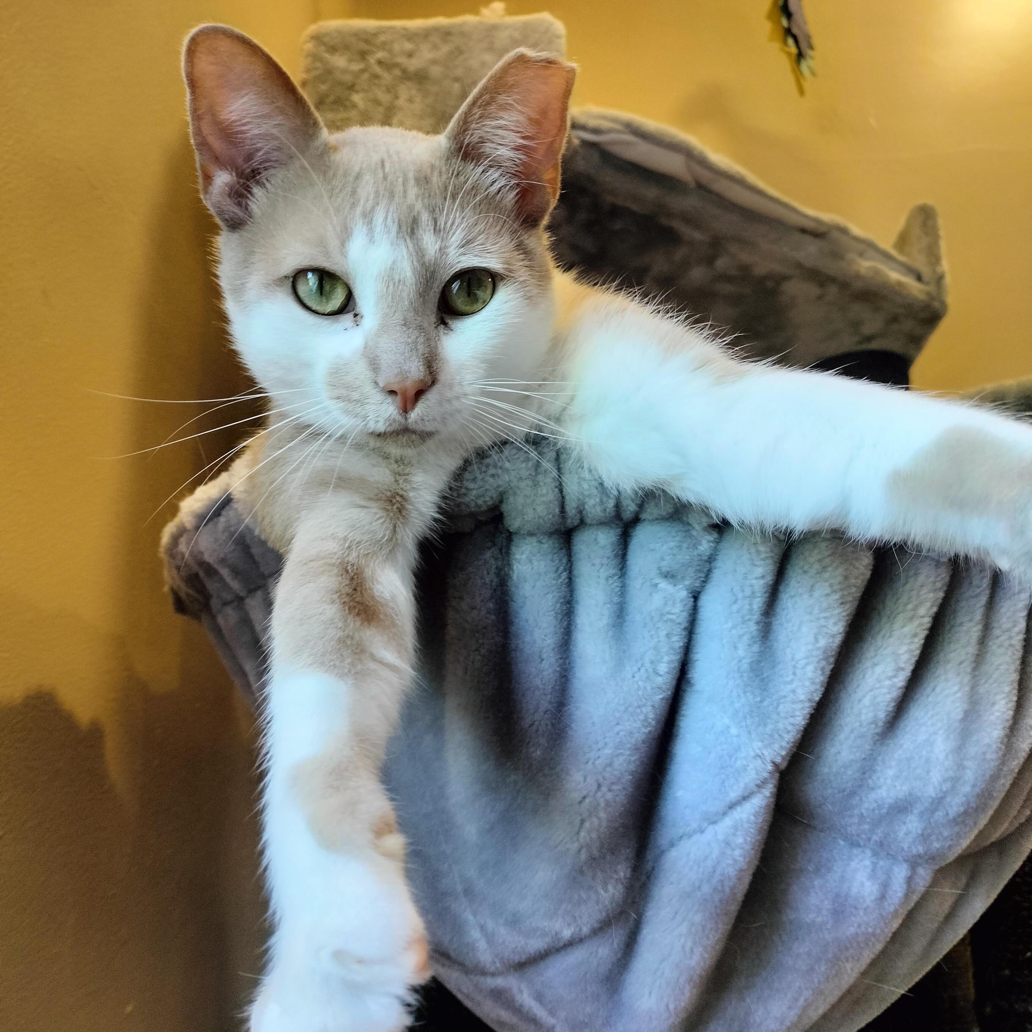 Gus, Adoptable, Adult Male Domestic Short Hair.