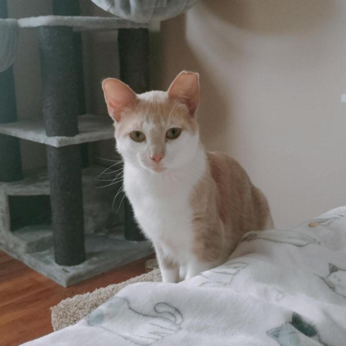 Enlarge Gus, a Adoptable Domestic Short Hair in Pittsburgh, PA image 4/6