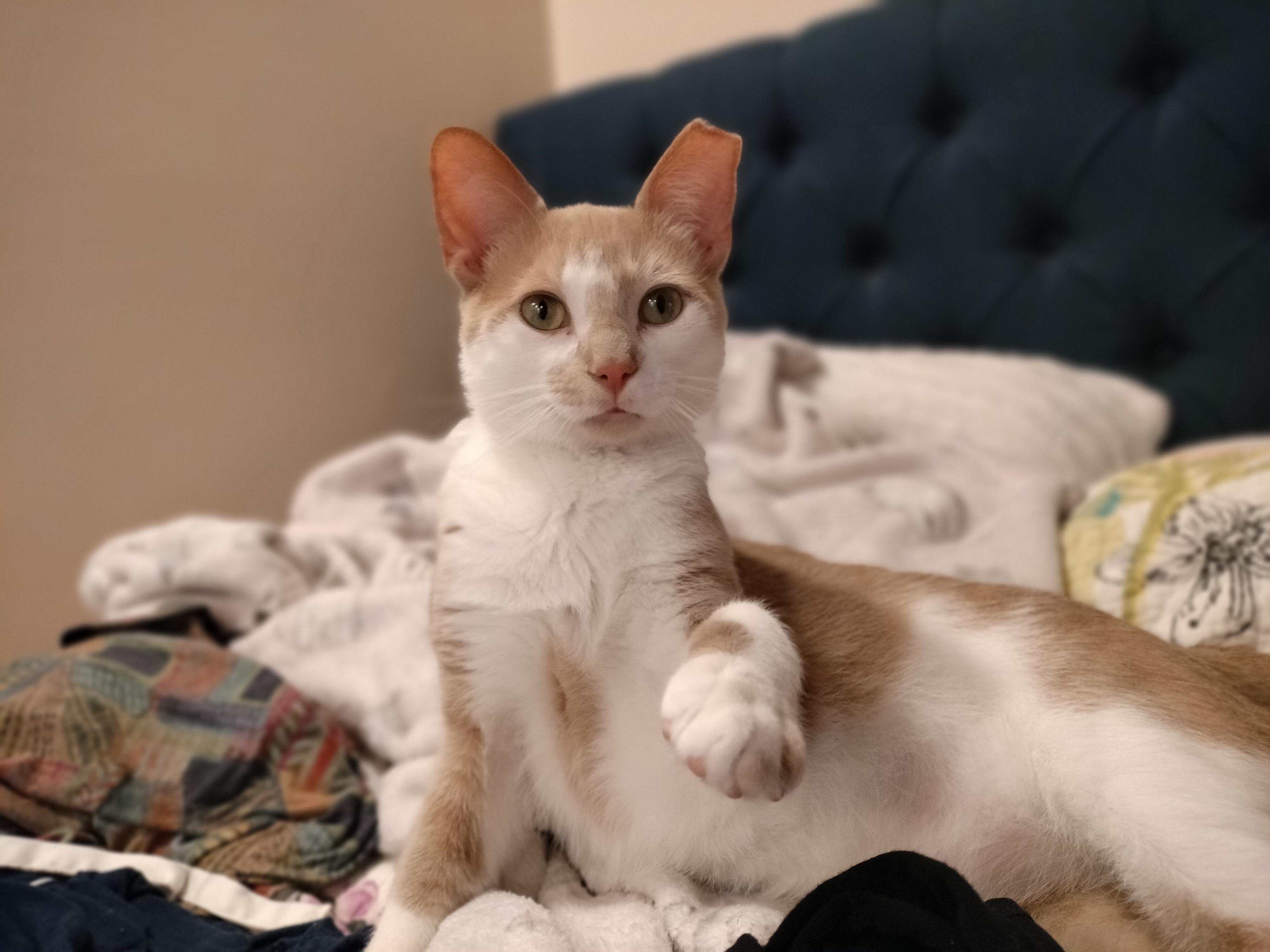 Enlarge Gus, a Adoptable Domestic Short Hair in Pittsburgh, PA image 6/6