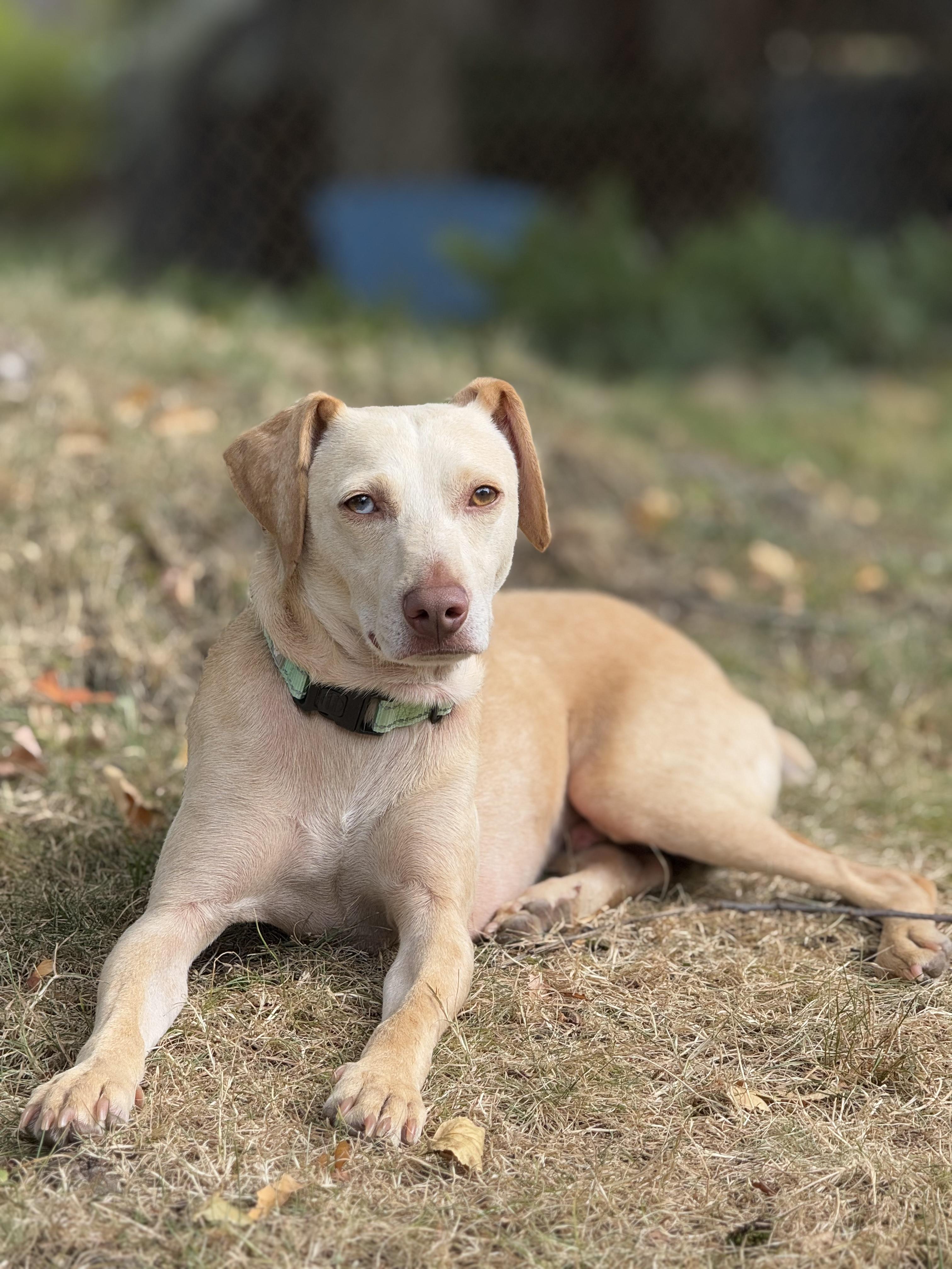 (No Fee) Scottie in NH! Come Meet our Adoptable Dogs Wednesday-Saturday. More info in Bio!