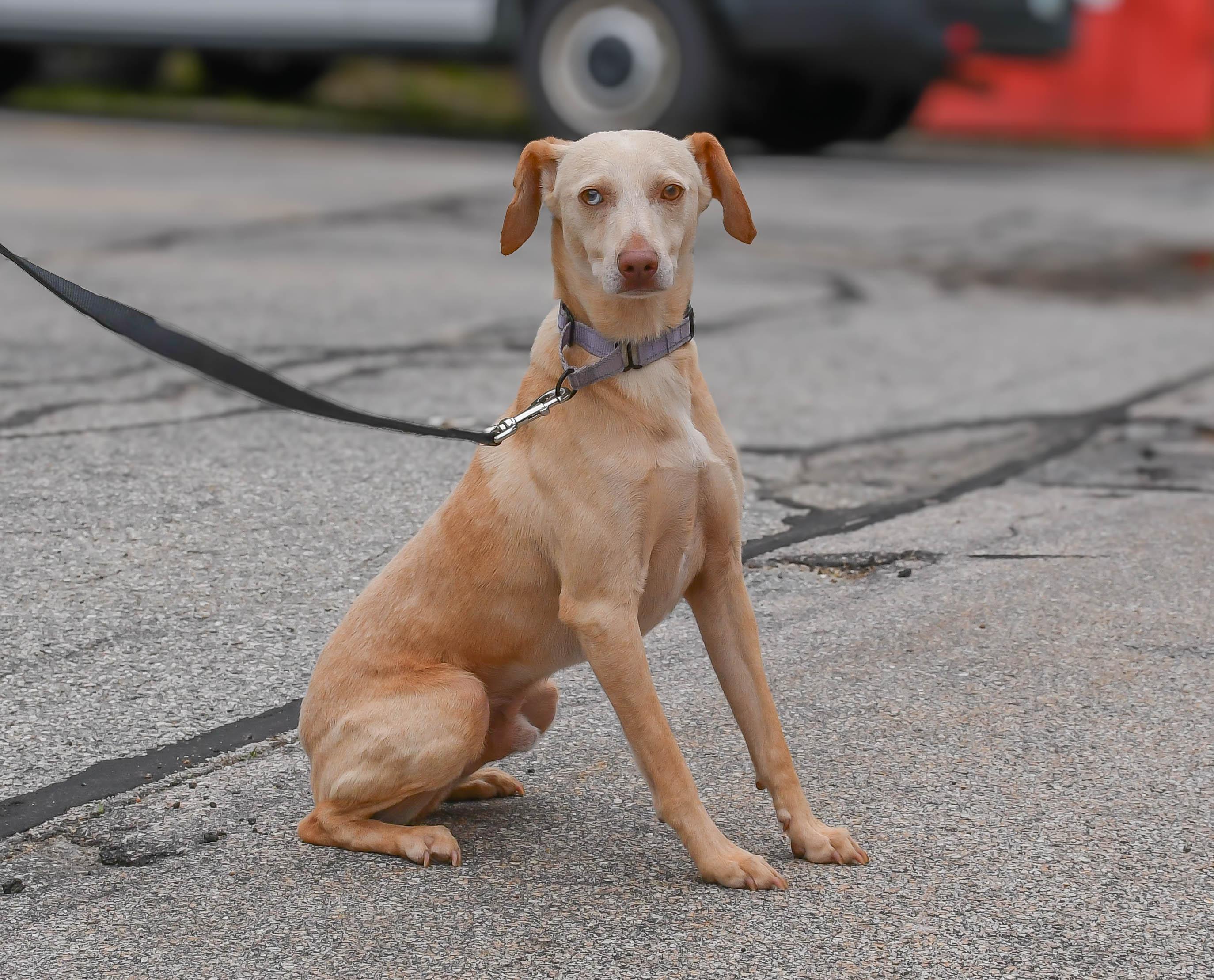 Scottie in NH! Come Meet our Adoptable Dogs Wednesday-Saturday. More info in Bio!