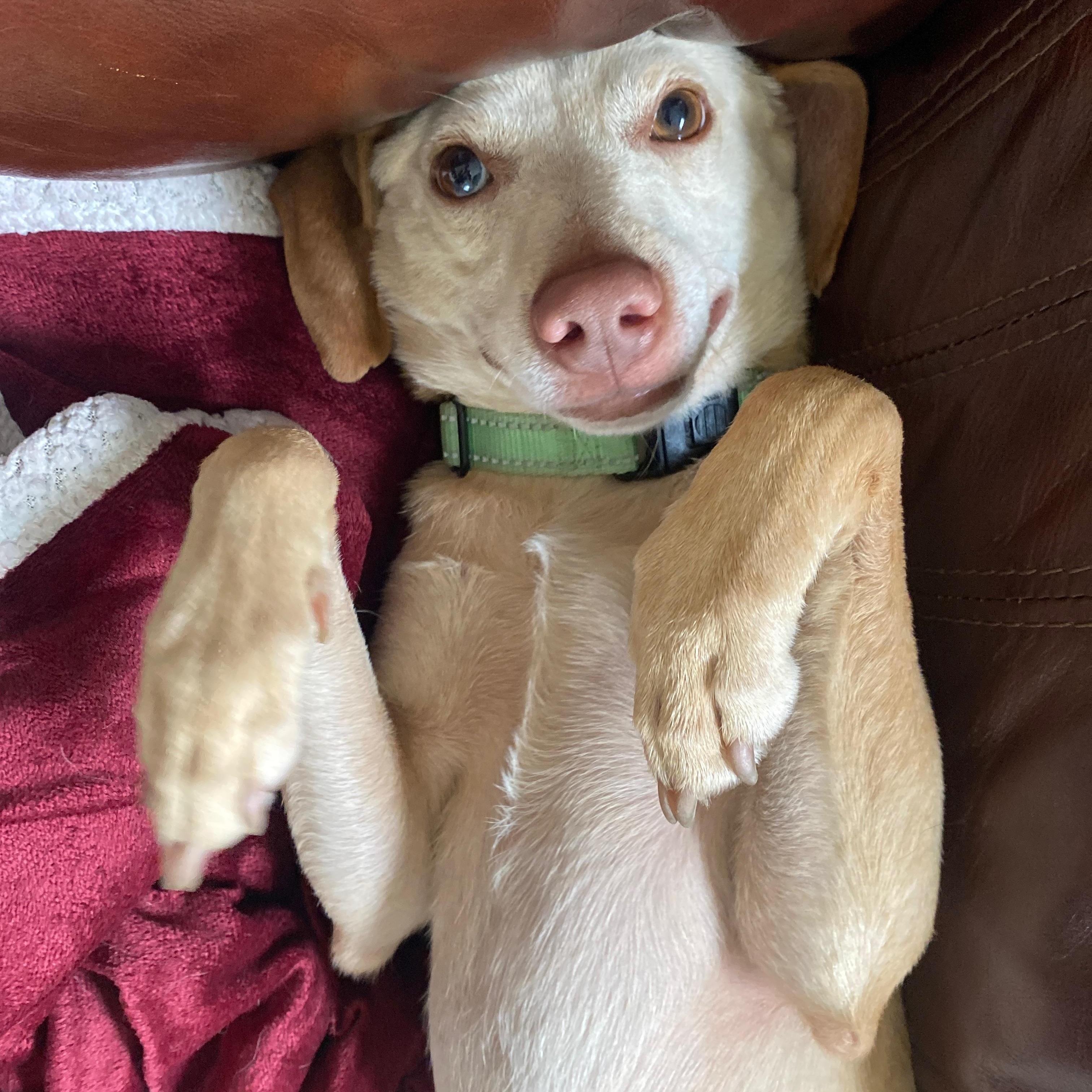 Scottie in NH! Come Meet our Adoptable Dogs Wednesday-Saturday. More info in Bio!