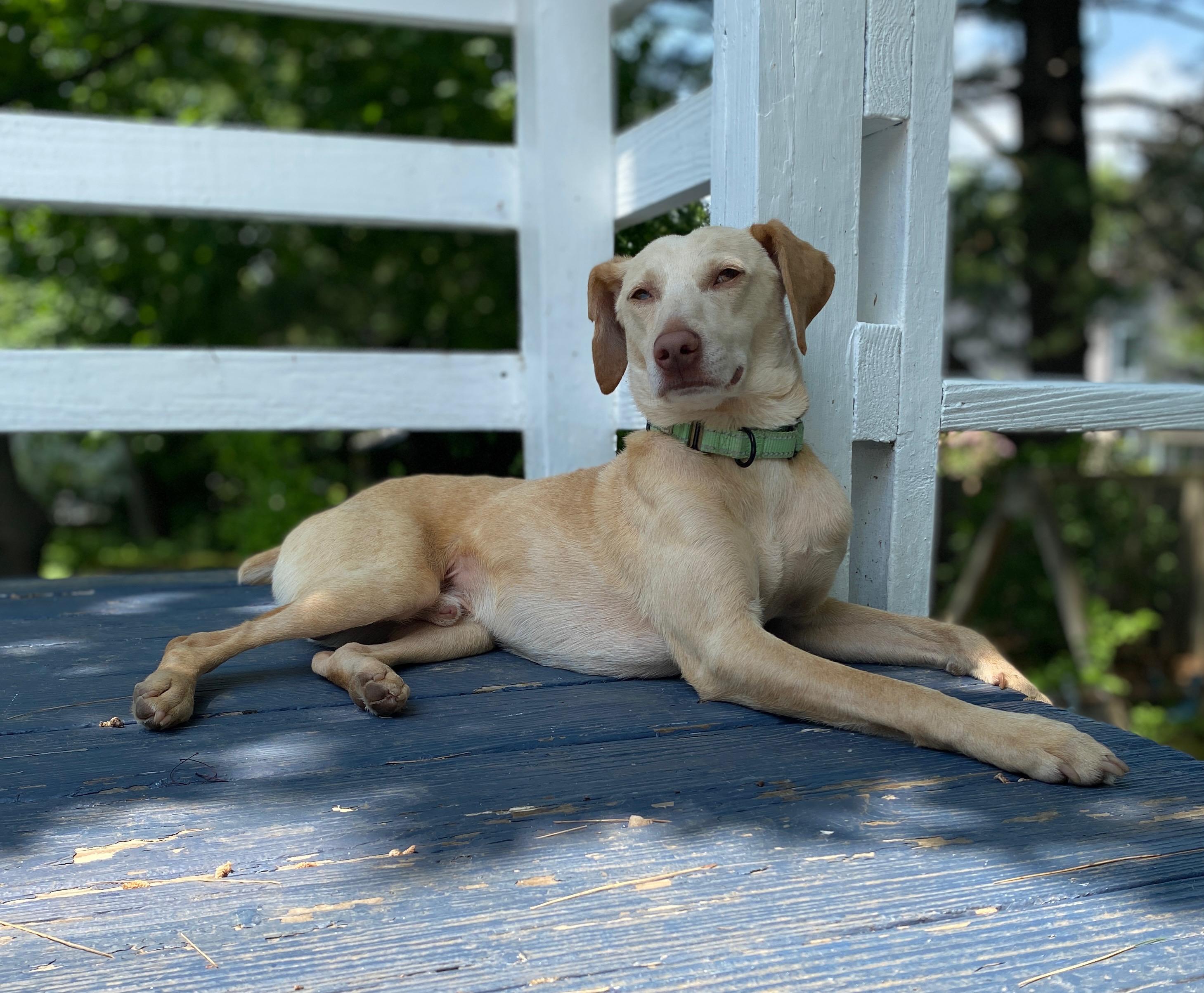 Scottie in NH! Come Meet our Adoptable Dogs Wednesday-Saturday. More info in Bio!