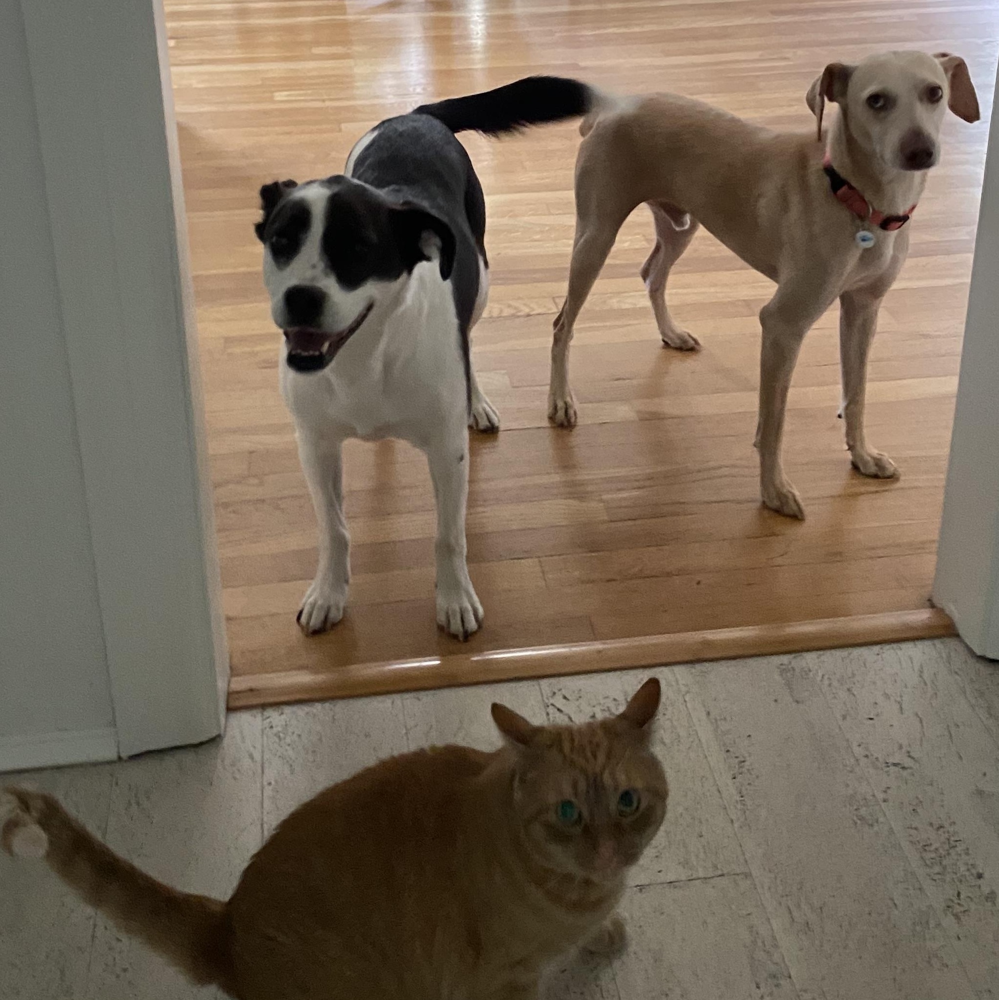 Sponsored Fee! Scottie in NH! Come Meet our Adoptable Dogs Wednesday-Saturday. More info in Bio!, a Adoptable mixed breed in Manchester, NH image 6/6