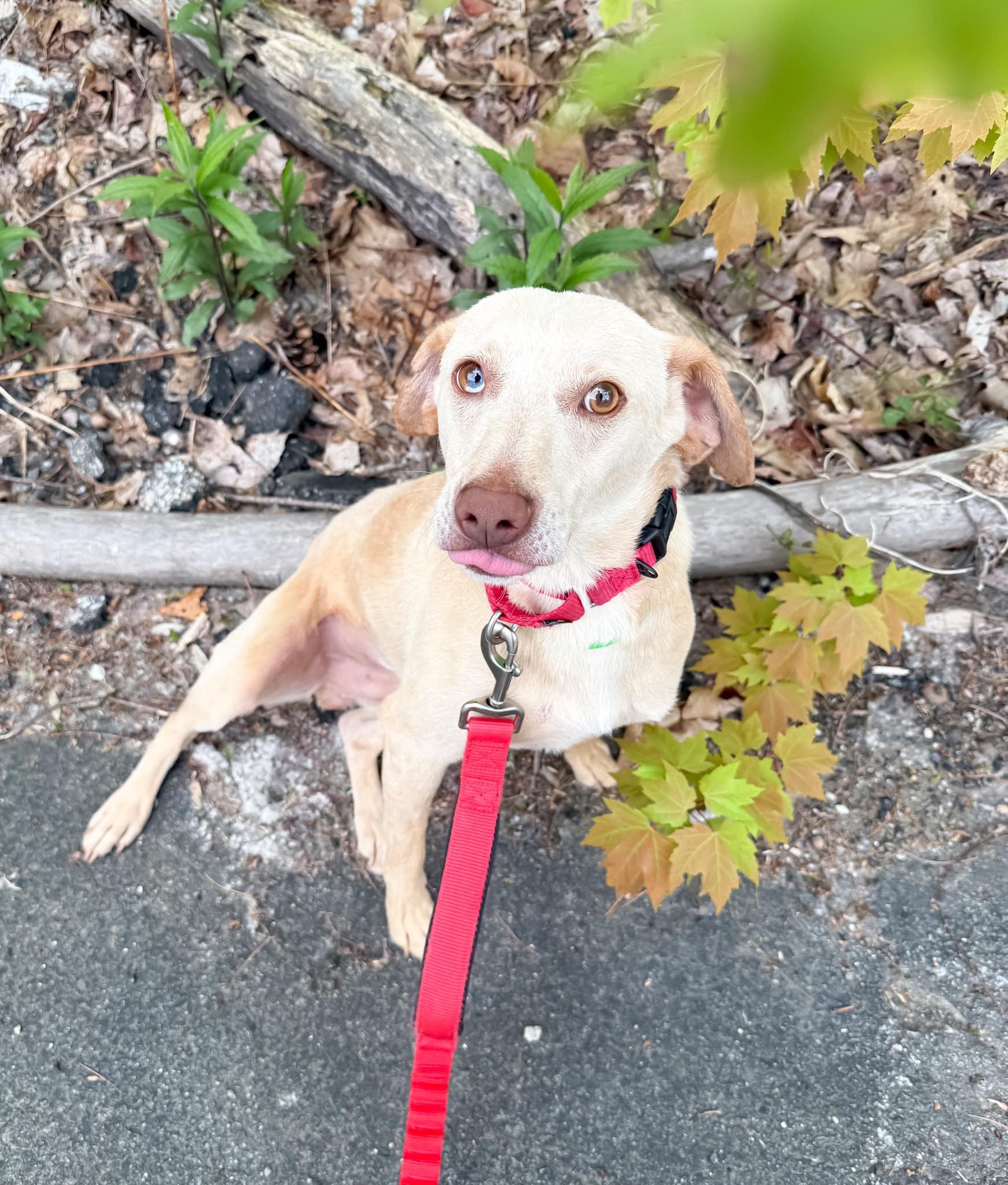 Scottie in NH! Come Meet our Adoptable Dogs Wednesday-Saturday. More info in Bio!