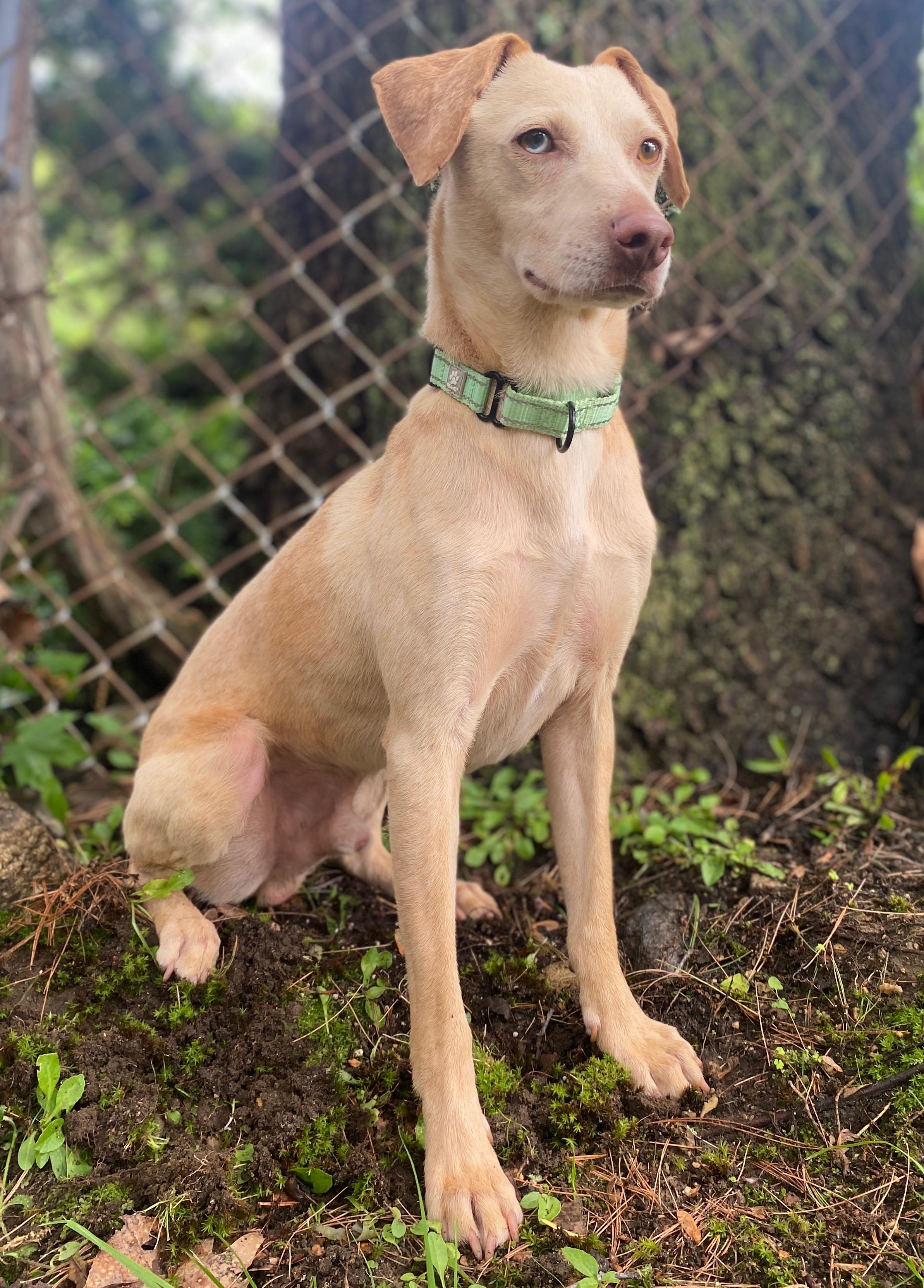 Scottie in NH! Come Meet our Adoptable Dogs Wednesday-Saturday. More info in Bio!