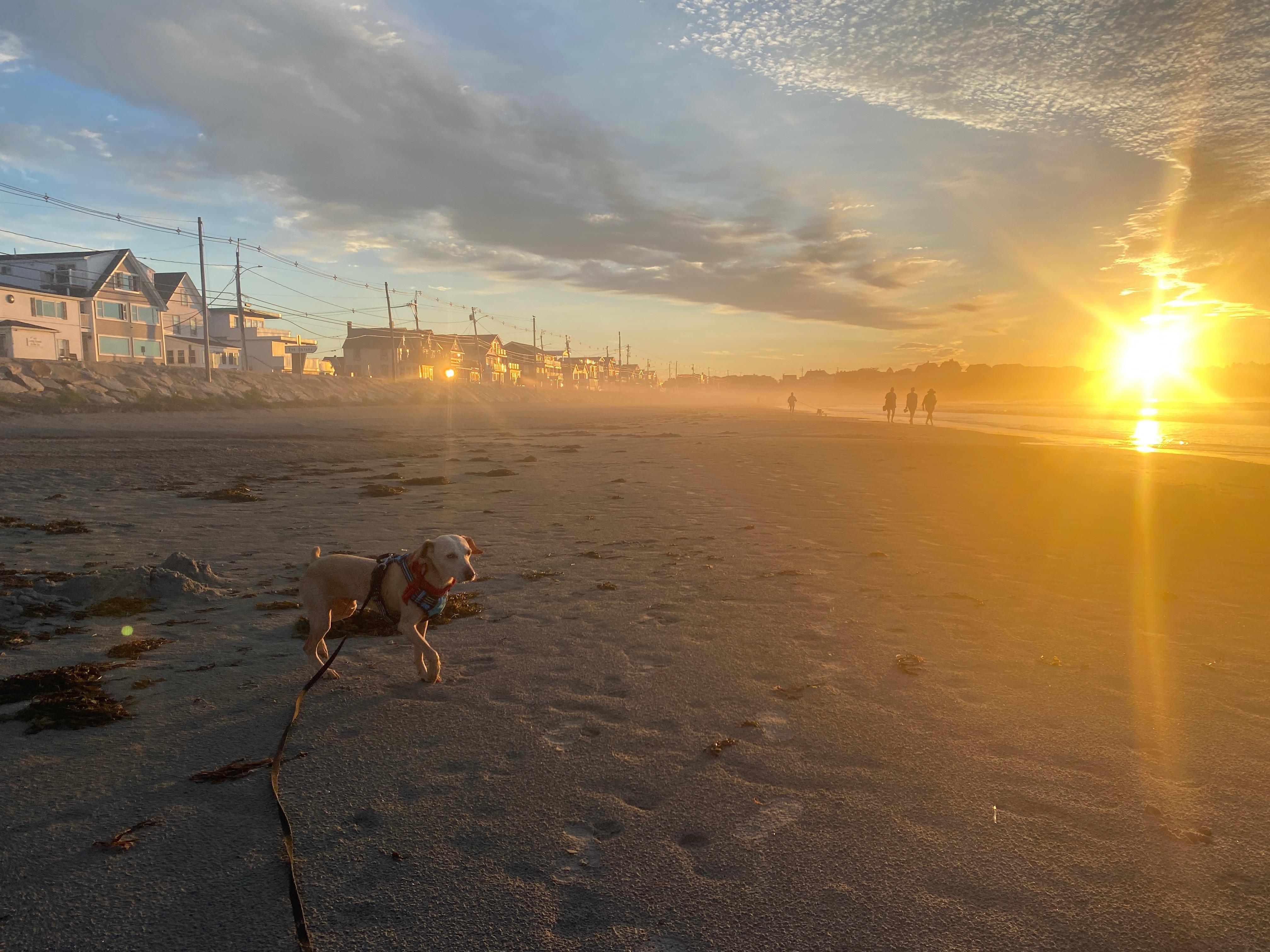 (No Fee) Scottie in NH! Come Meet our Adoptable Dogs Wednesday-Saturday. More info in Bio!