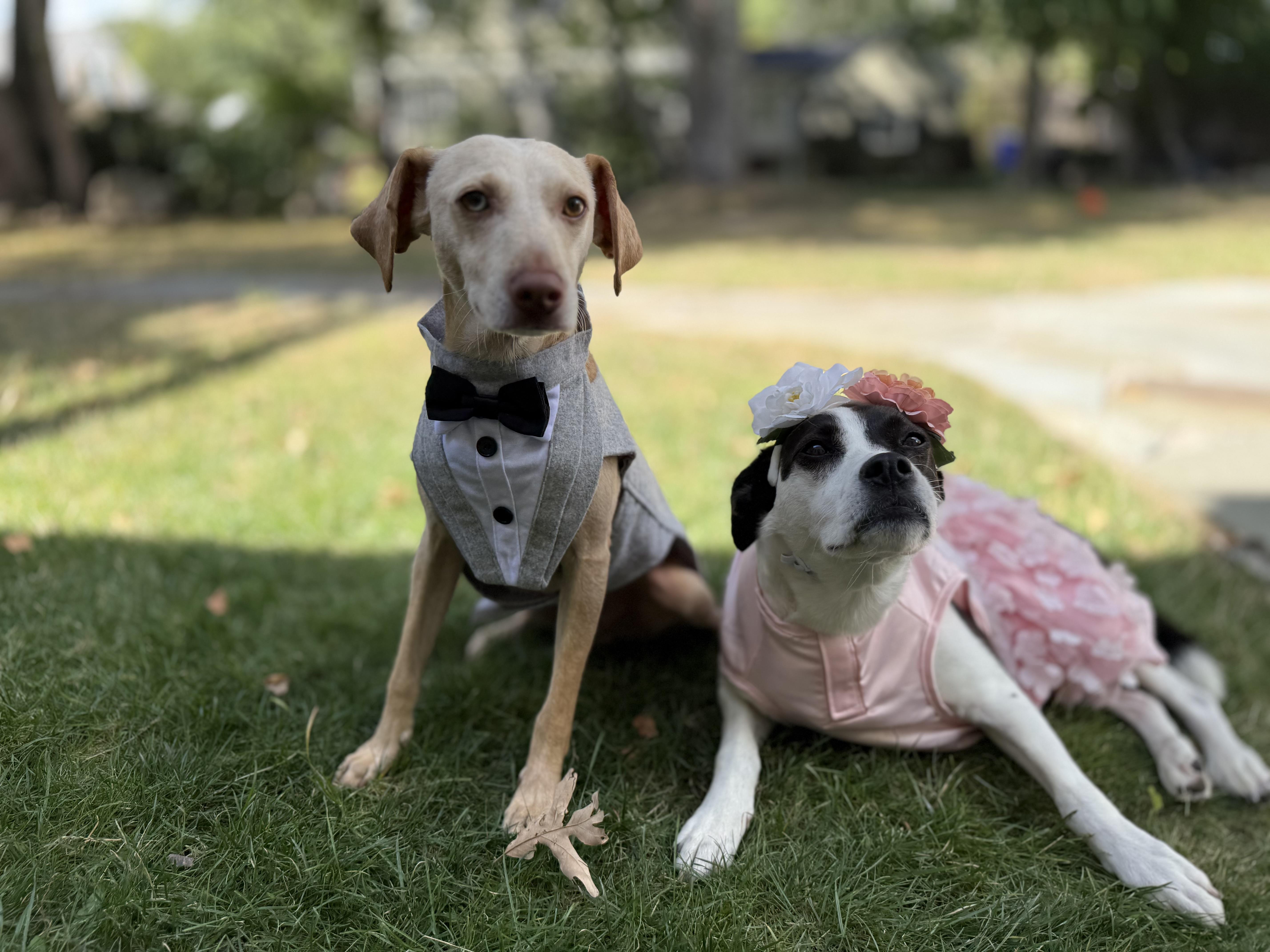 Sponsored Fee! Scottie in NH! Come Meet our Adoptable Dogs Wednesday-Saturday. More info in Bio!, a Adoptable mixed breed in Manchester, NH image 2/6