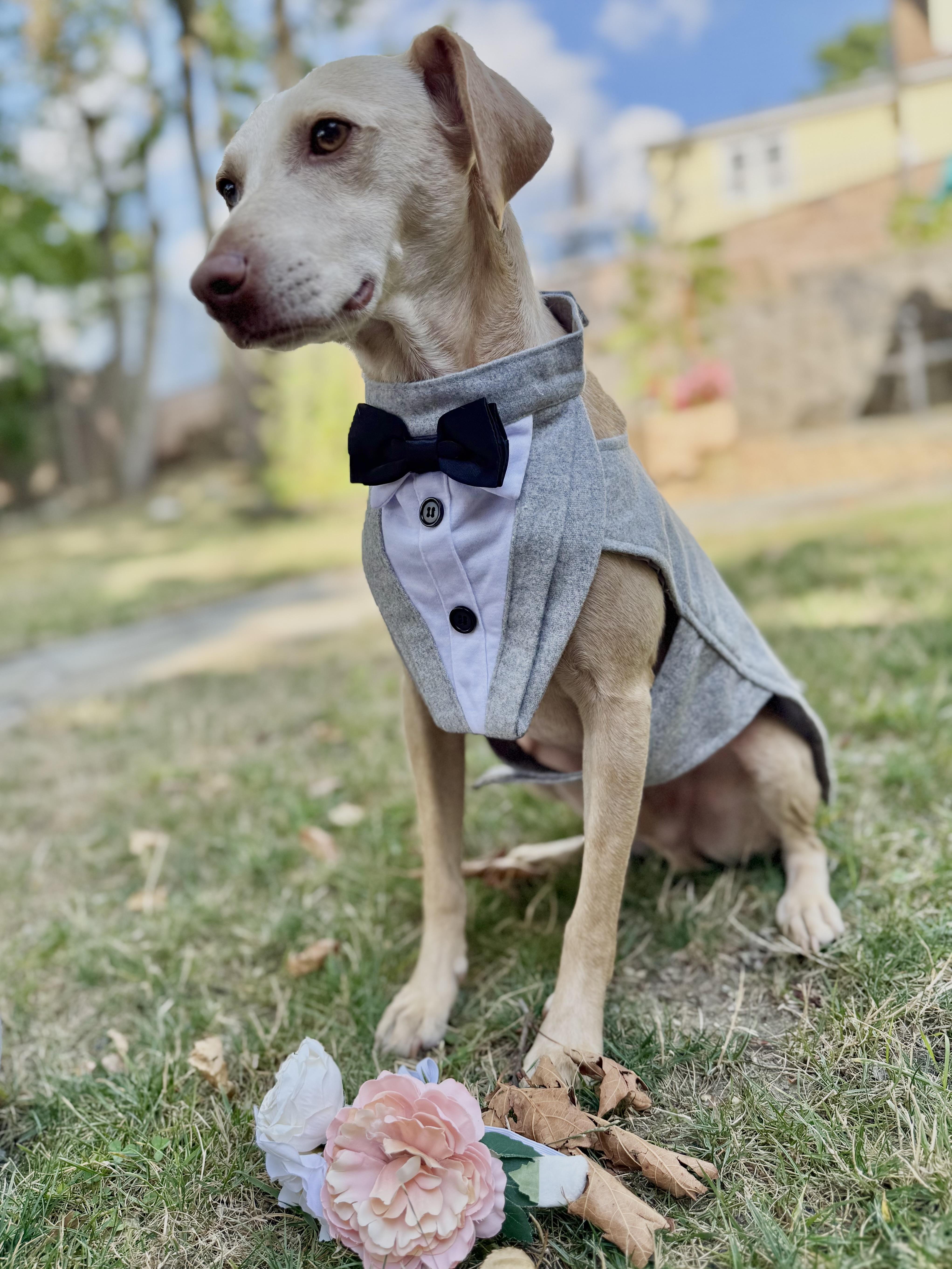 Sponsored Fee! Scottie in NH! Come Meet our Adoptable Dogs Wednesday-Saturday. More info in Bio!, Adoptable, Adult Male Beagle.