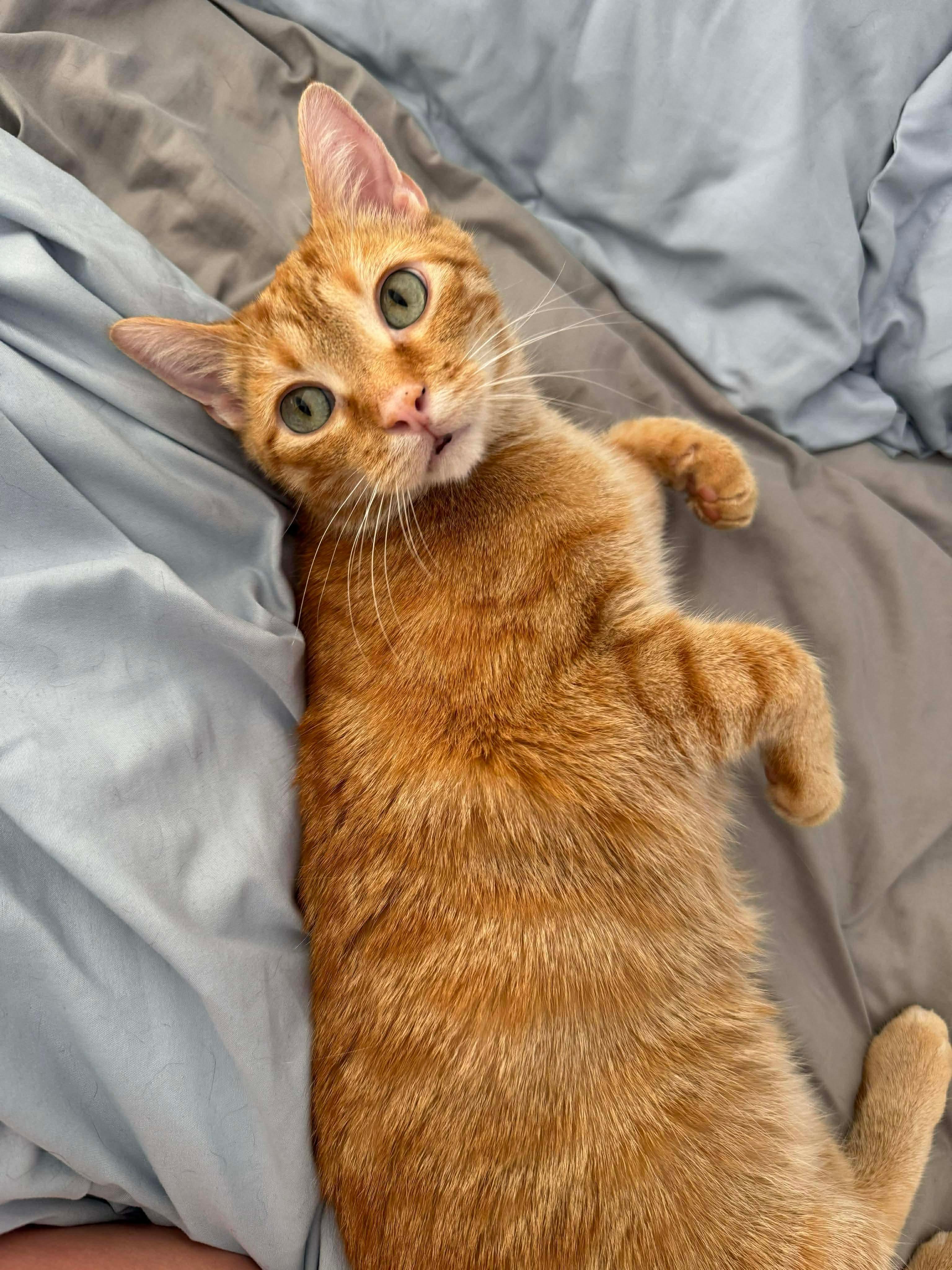 Enlarge Oxford, a ADOPTABLE Domestic Short Hair in Oak Forest, IL image 5/6