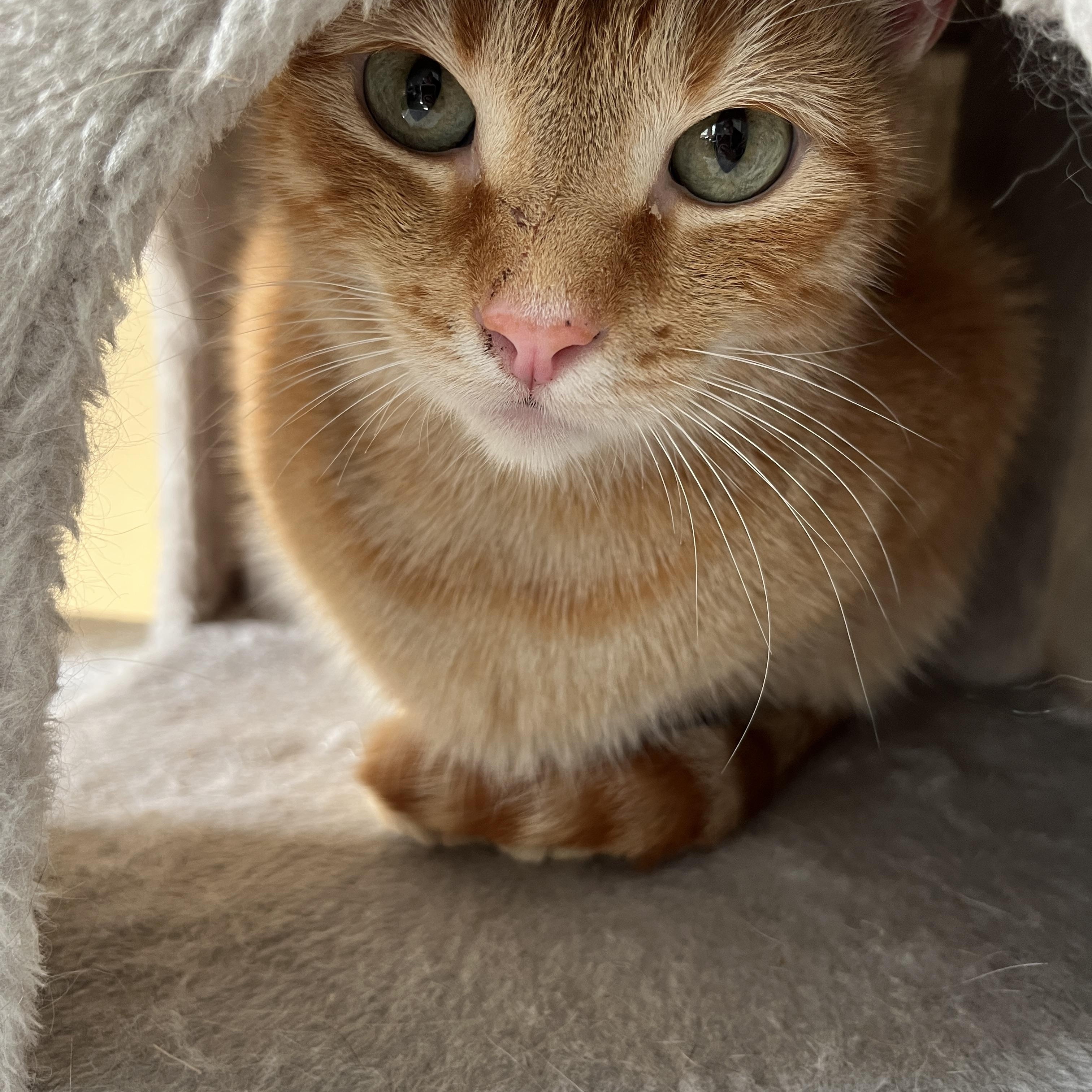 Enlarge Oxford, a ADOPTABLE Domestic Short Hair in Oak Forest, IL image 1/6