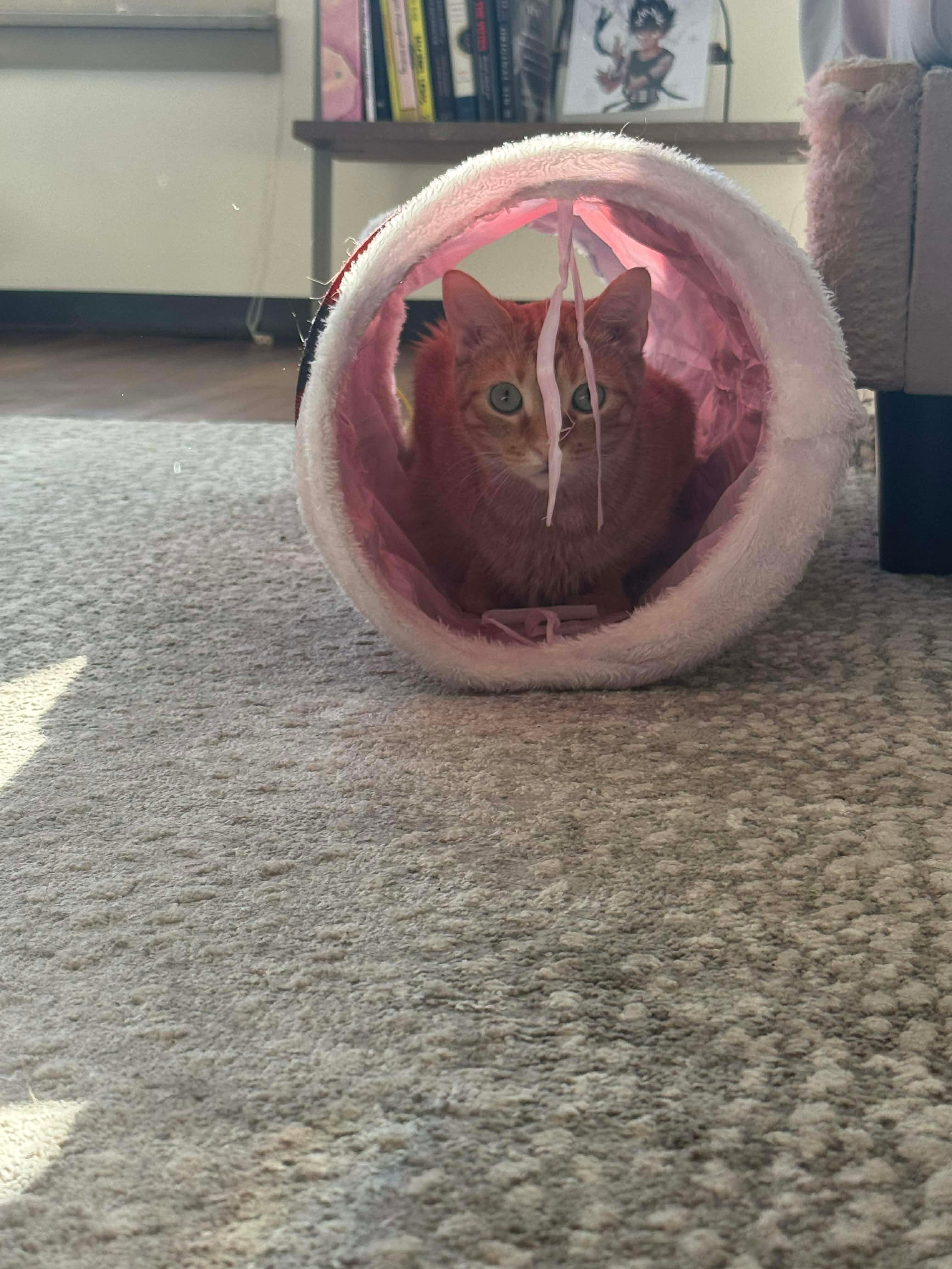 Enlarge Oxford, a ADOPTABLE Domestic Short Hair in Oak Forest, IL image 2/6