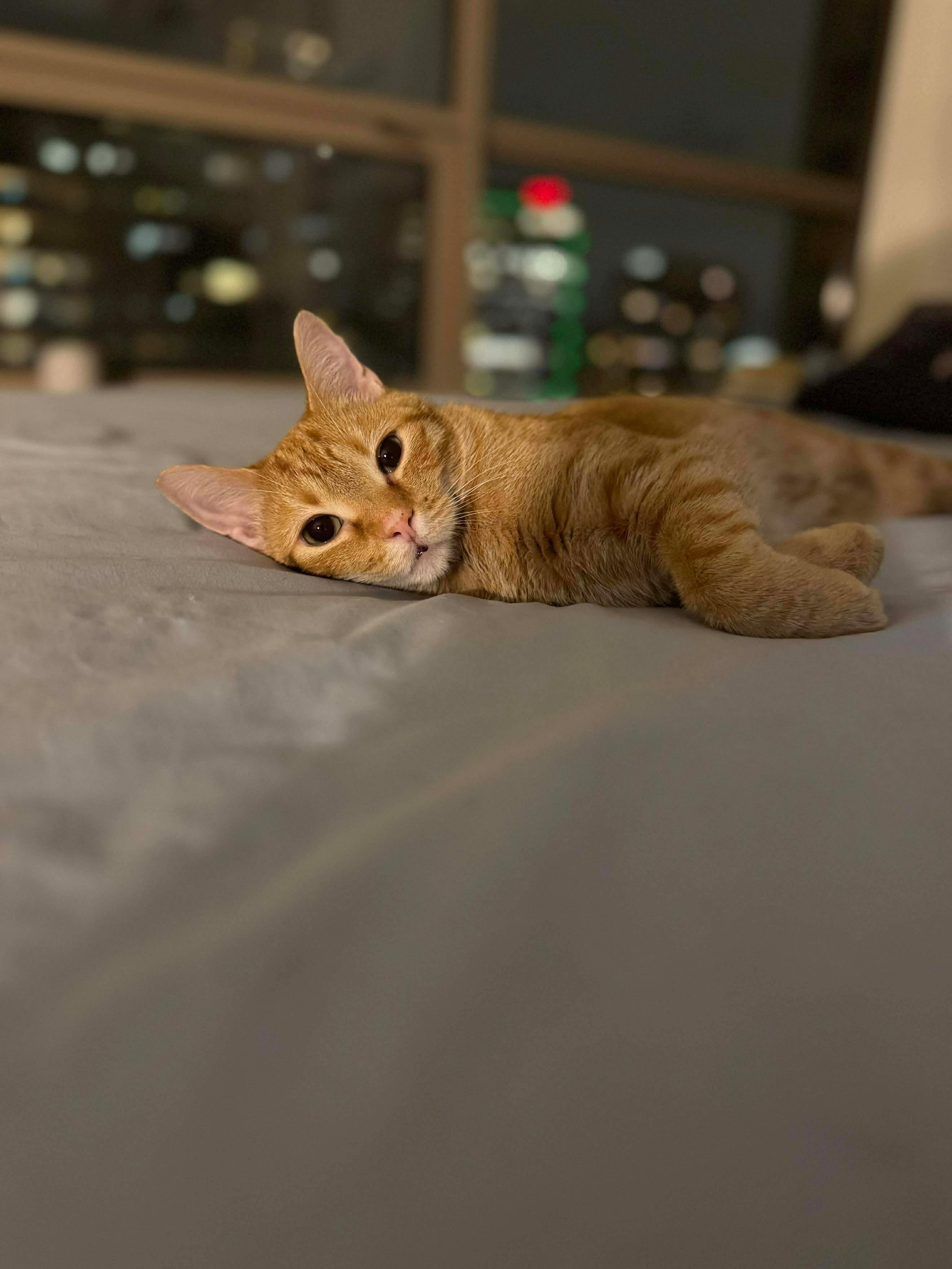 Enlarge Oxford, a ADOPTABLE Domestic Short Hair in Oak Forest, IL image 6/6