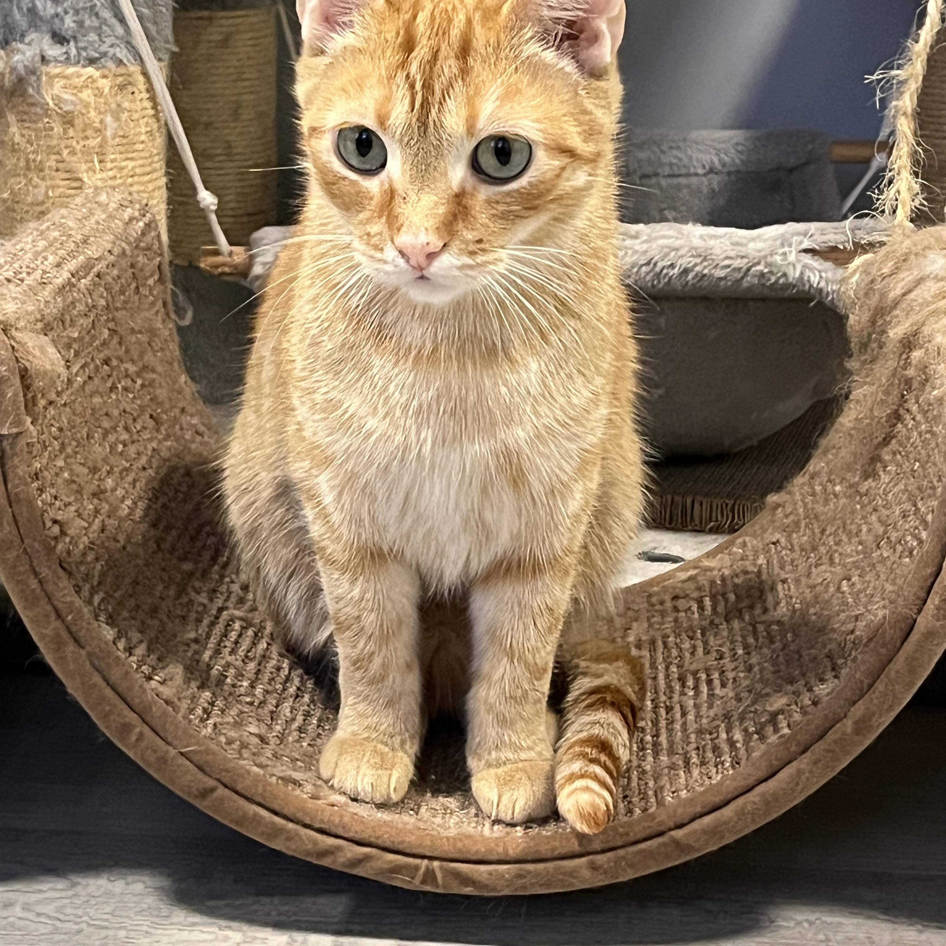 Enlarge Oxford, a ADOPTABLE Domestic Short Hair in Oak Forest, IL image 4/6