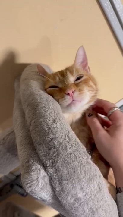 Enlarge Oxford, an adoptable Domestic Short Hair in Oak Forest, IL video 6/6