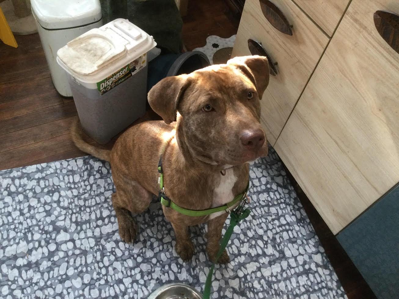 Raya, Adoptable, Young Female Labrador Retriever & Pit Bull Terrier.